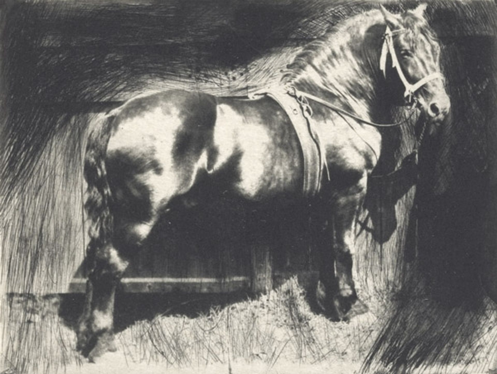 The Horse by Frank Eugene