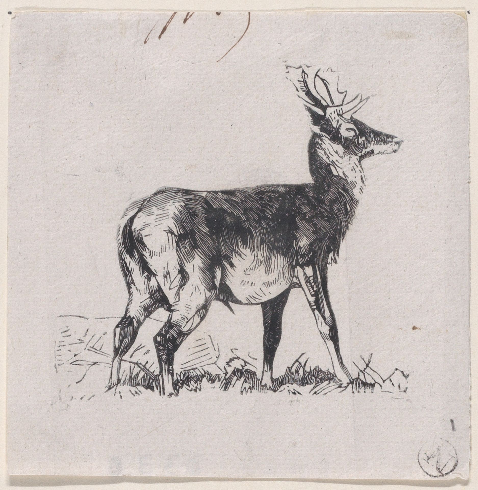 The Deer by Charles Jacque