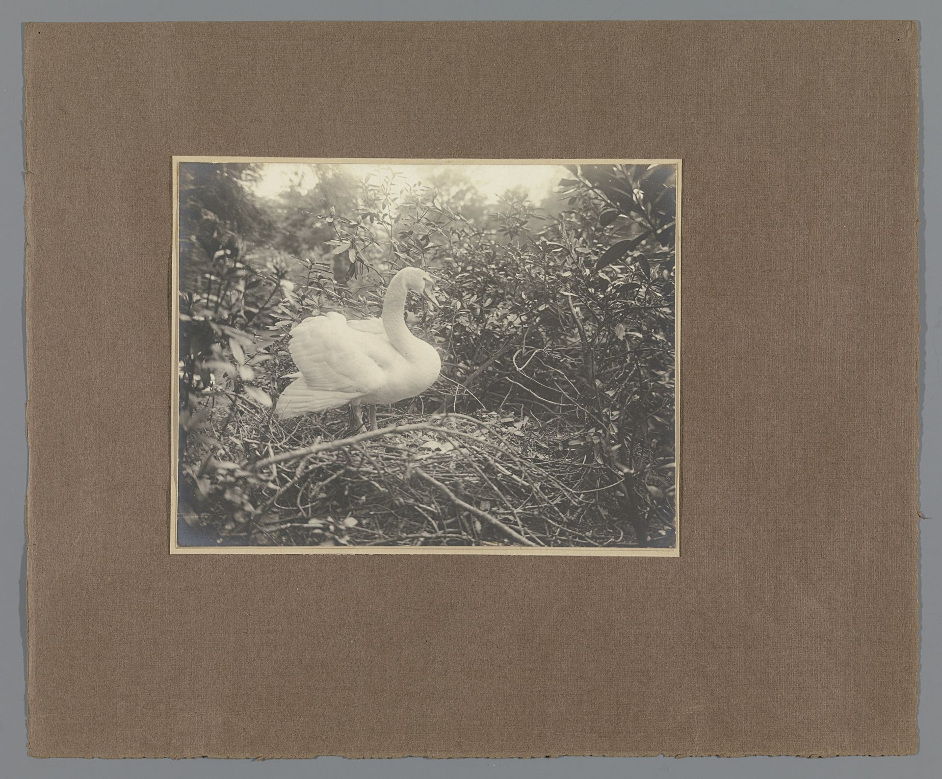Zwaan op het nest (vogels, nesten) by Richard Tepe