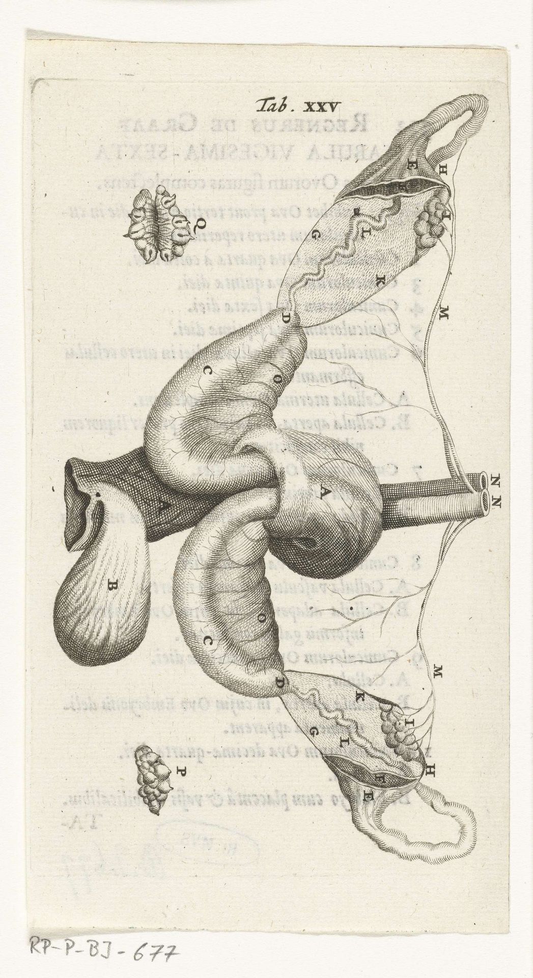 Anatomische afbeelding van de eierstokken en eileiders by Hendrik Bary