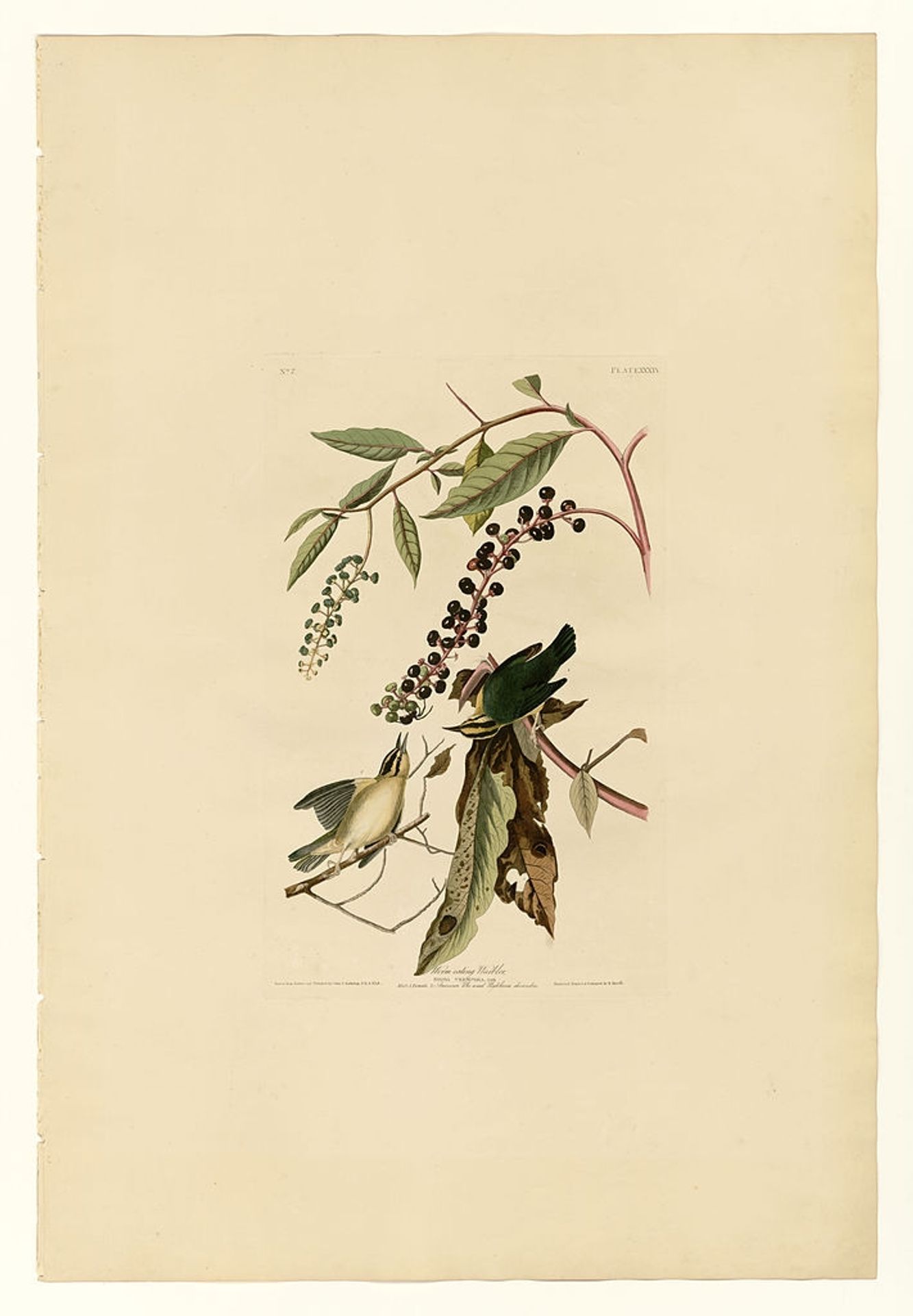 Plate 34. Worm eating Warbler by John James Audubon