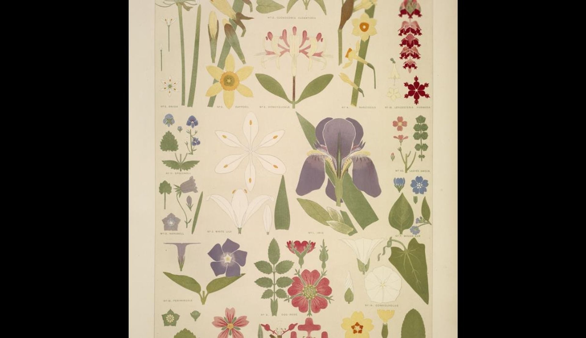 Leaves and Flowers from Nature Ornament no. 8. Various flowers in plan and elevations. by Owen Jones