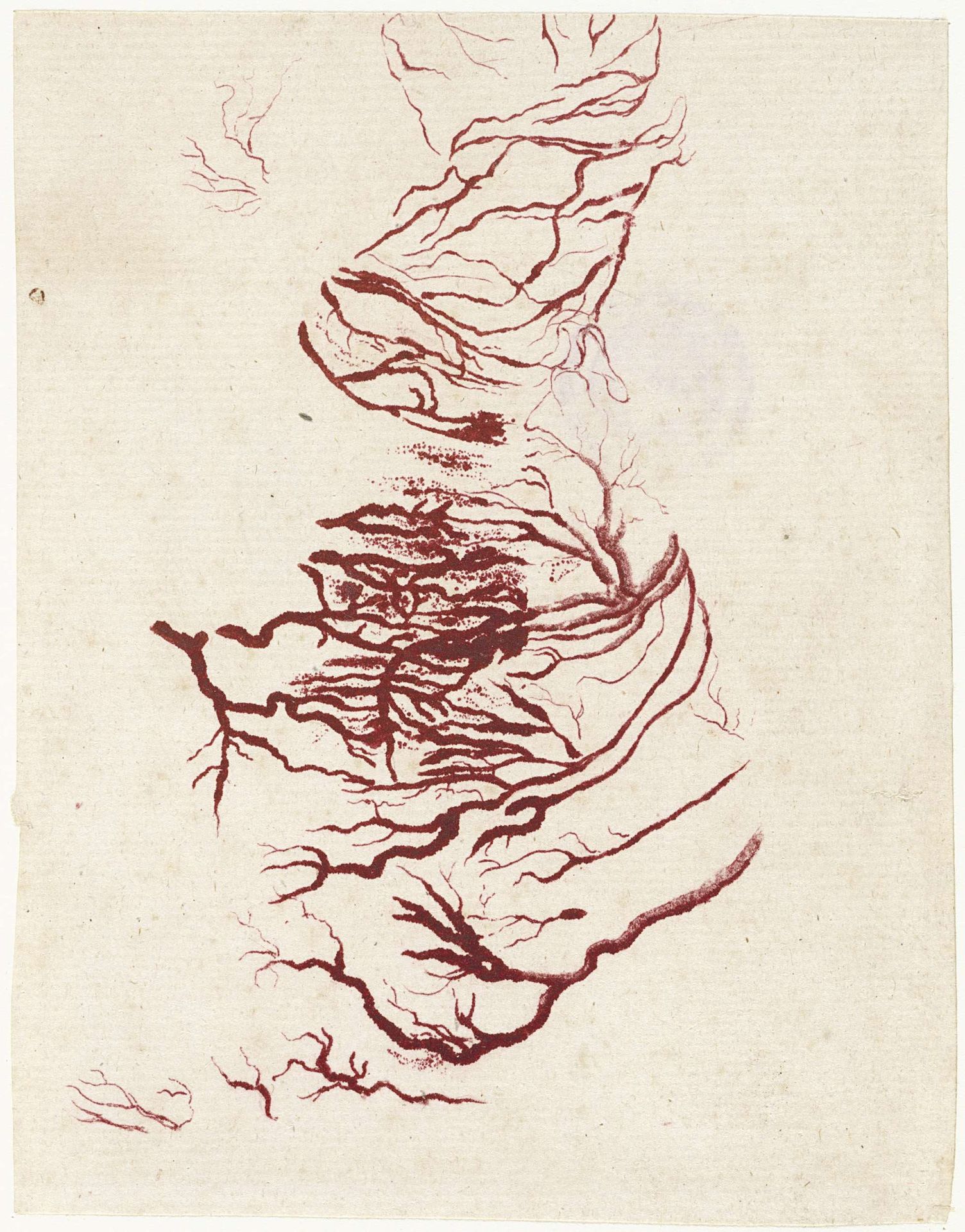 Anatomische studie van een menselijk hart by Jan l' Admiral