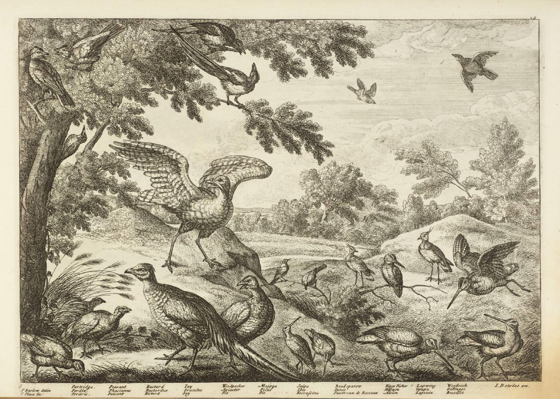 Partridge; Feasant; Bustard; Jay; Woodpecker; Magpye; Snipe; Reedsparow; Kings Fisher; Lapwing; Woodcock by Francis Barlow