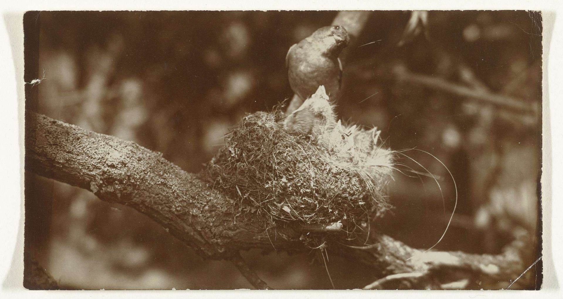 Vogel op zijn nest by Richard Tepe