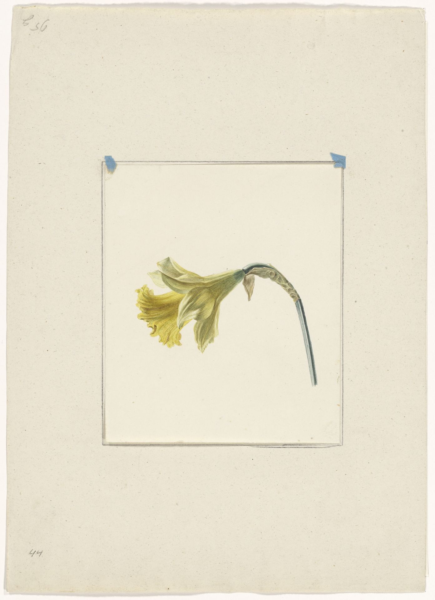 Narcis by Eelke Jelles Eelkema
