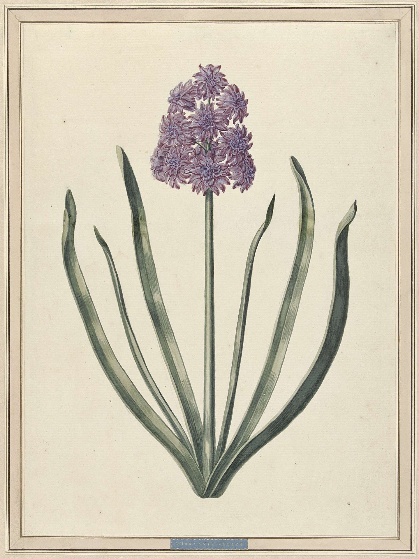 Hyacint (Charmante Violet) by F. Wijandt
