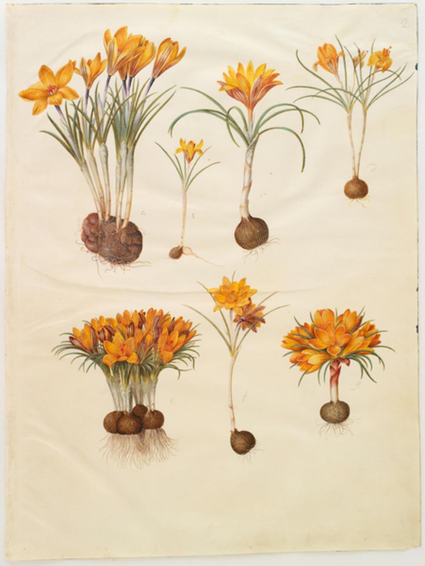 Crocus angustifolius (balkan-krokus) by Hans Simon Holtzbecker