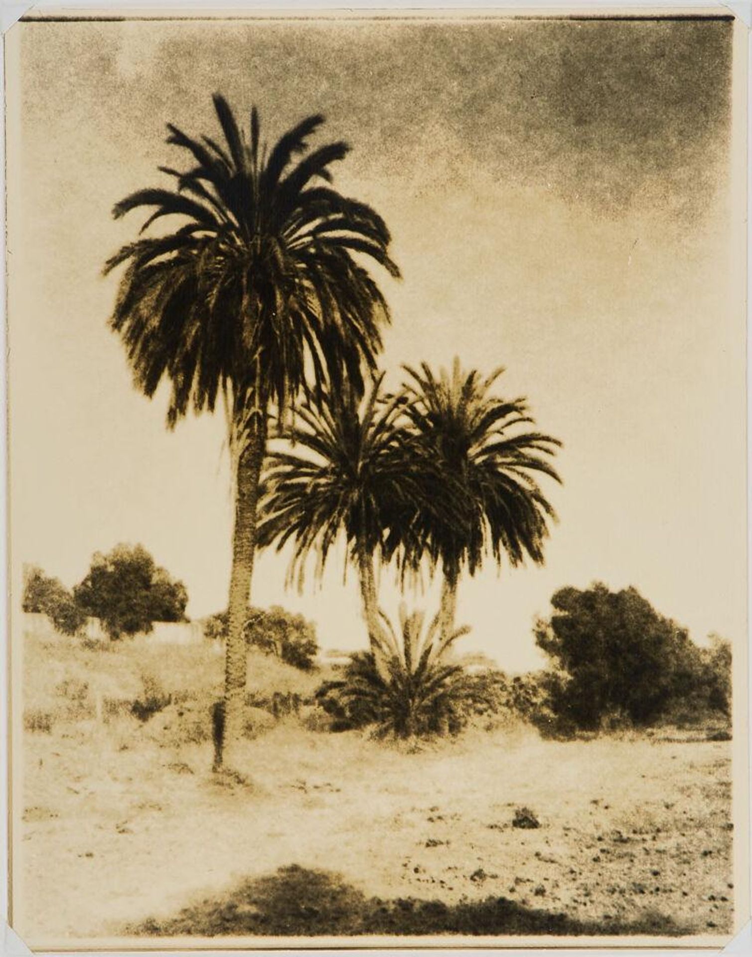 Palms, California by Leopold Hugo