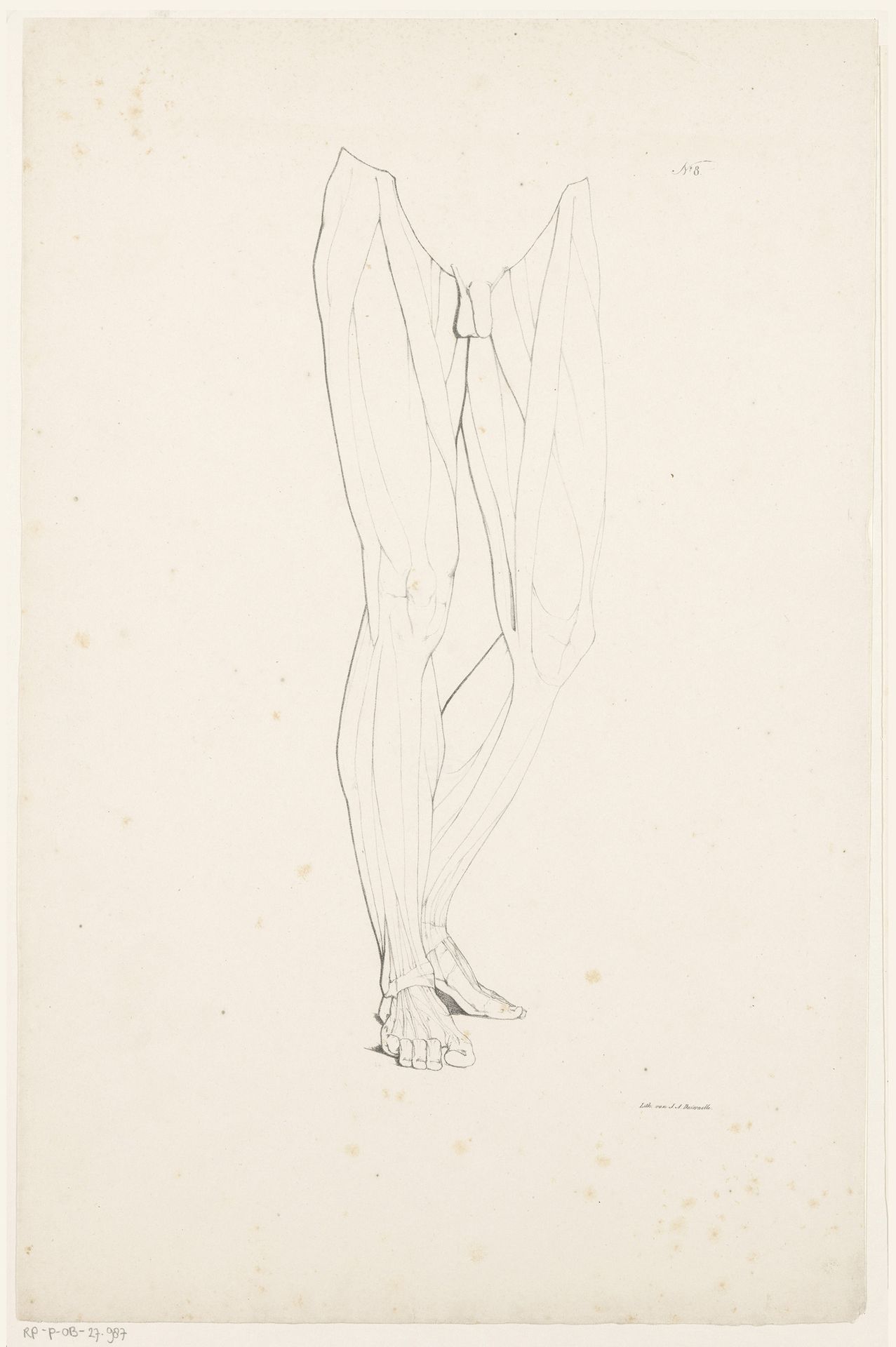 Twee benen met spierbundels by Jean Augustin Daiwaille