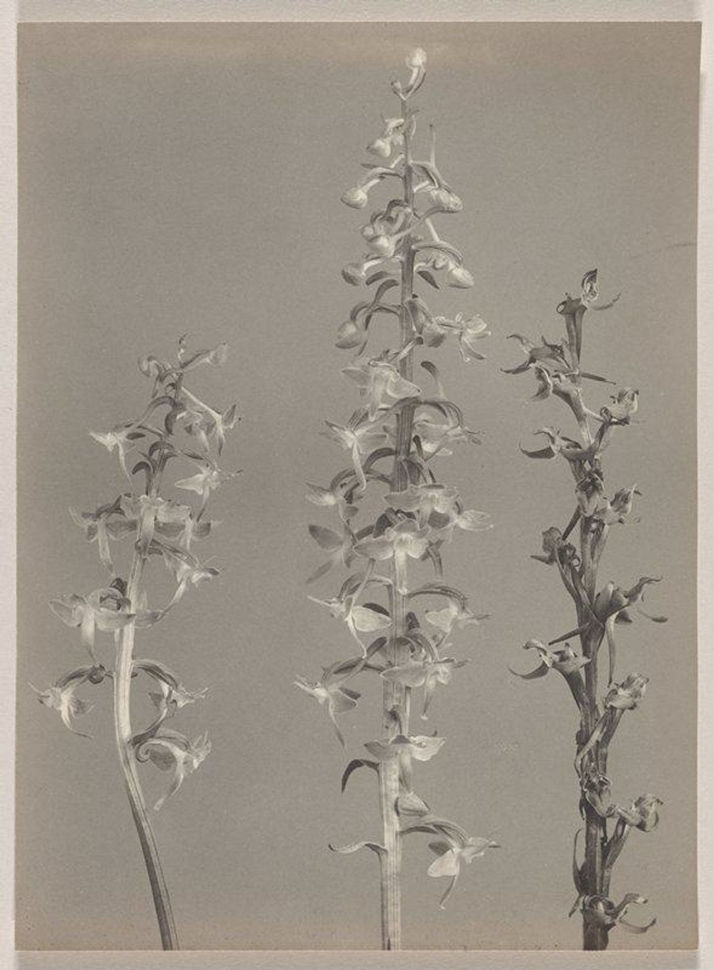 Habenaria orbiculata- Round-leaved Orchid by Edwin Hale Lincoln