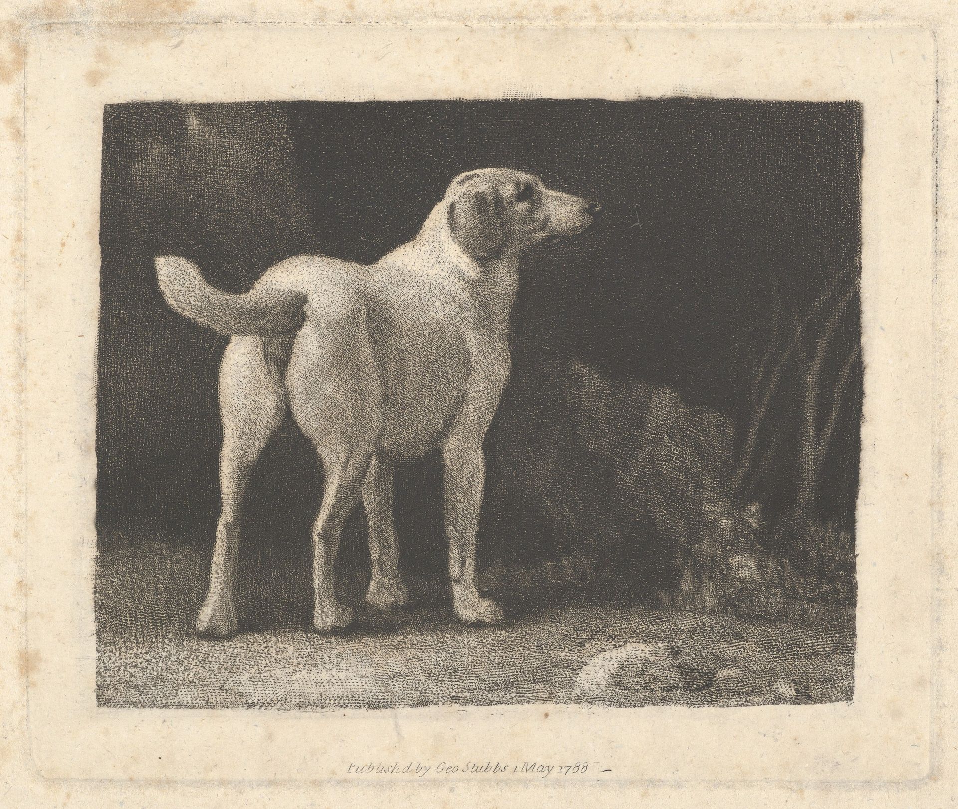 Dog (A Foxhound Viewed from Behind) by George Stubbs