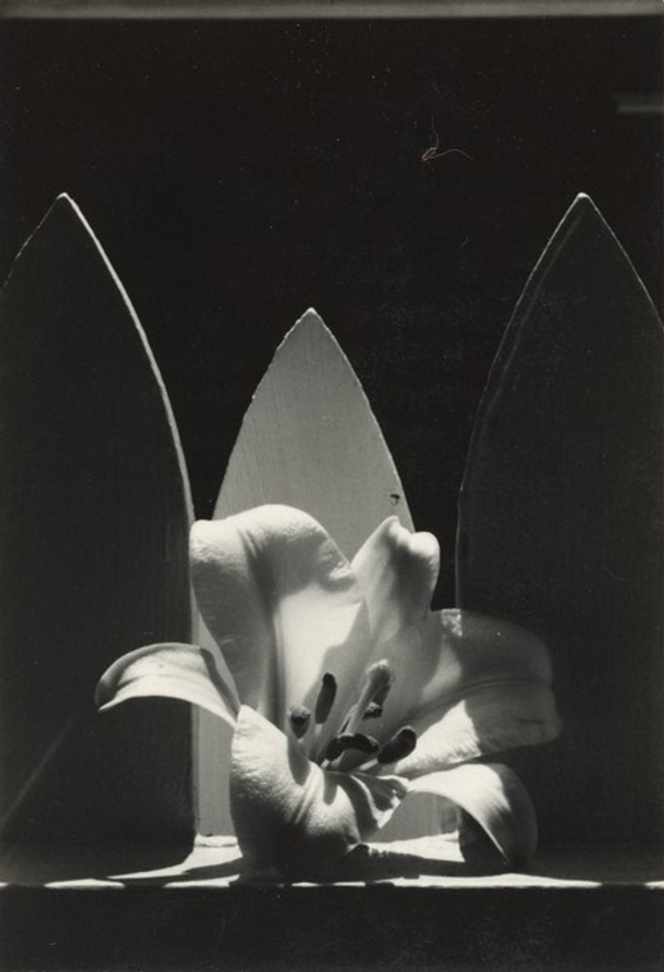 Flower by Dorothy Norman
