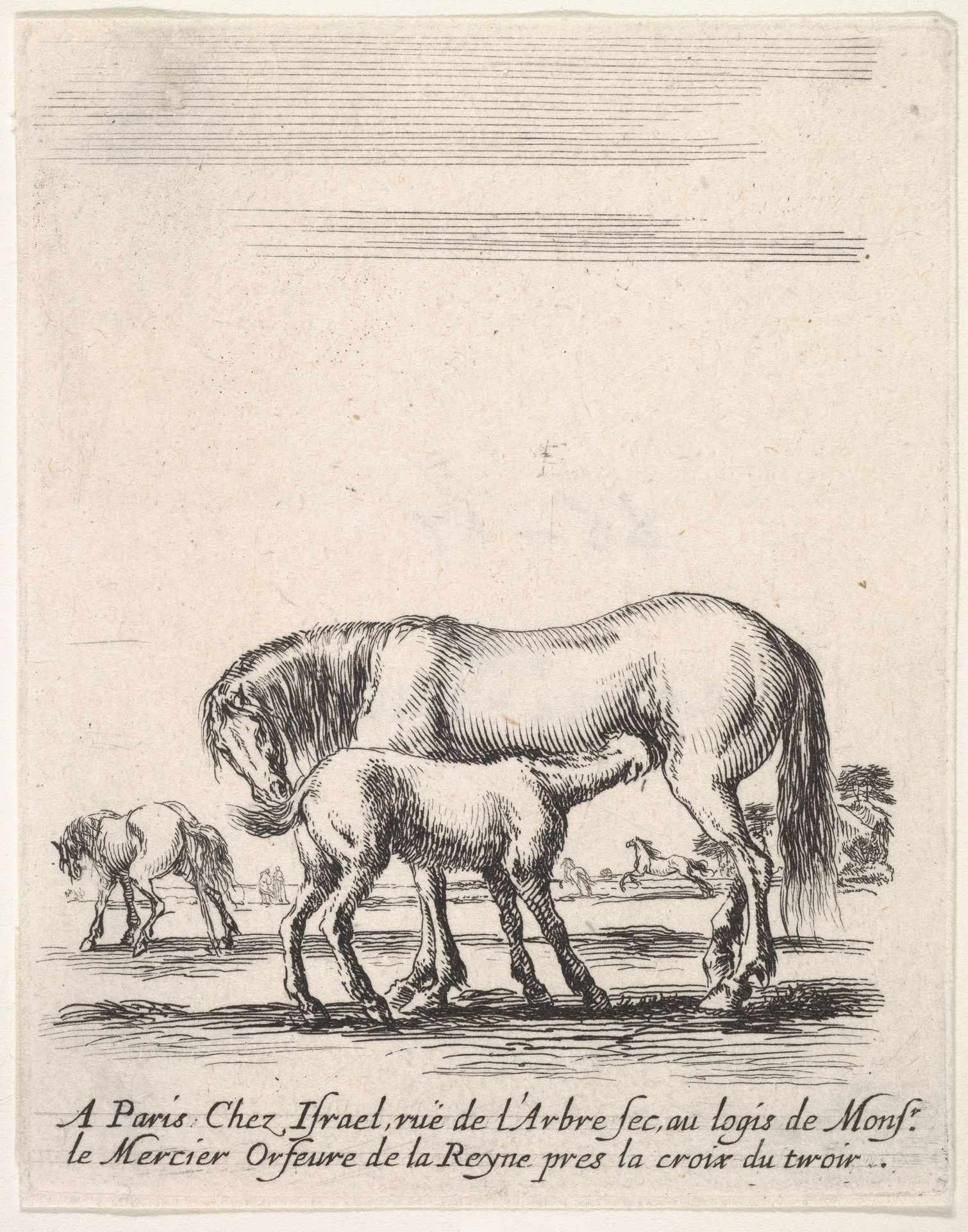 Mare suckling a foal in center, another foal urinating in back left, other horses in the background, from 'Various cavalry exercises' (Diverses exercices de cavalerie) by Stefano della Bella