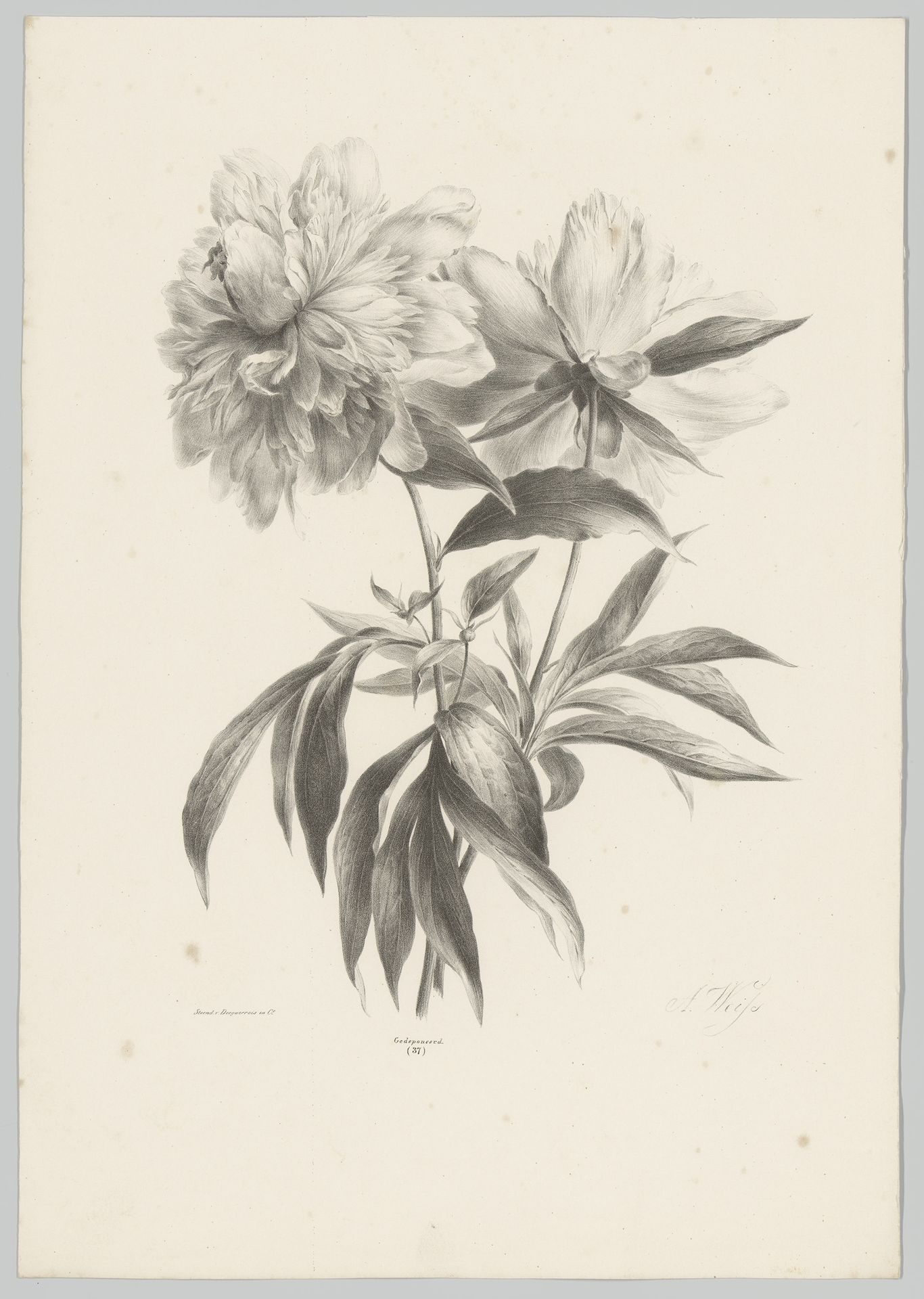 Twee bloemen by Anton Weiss
