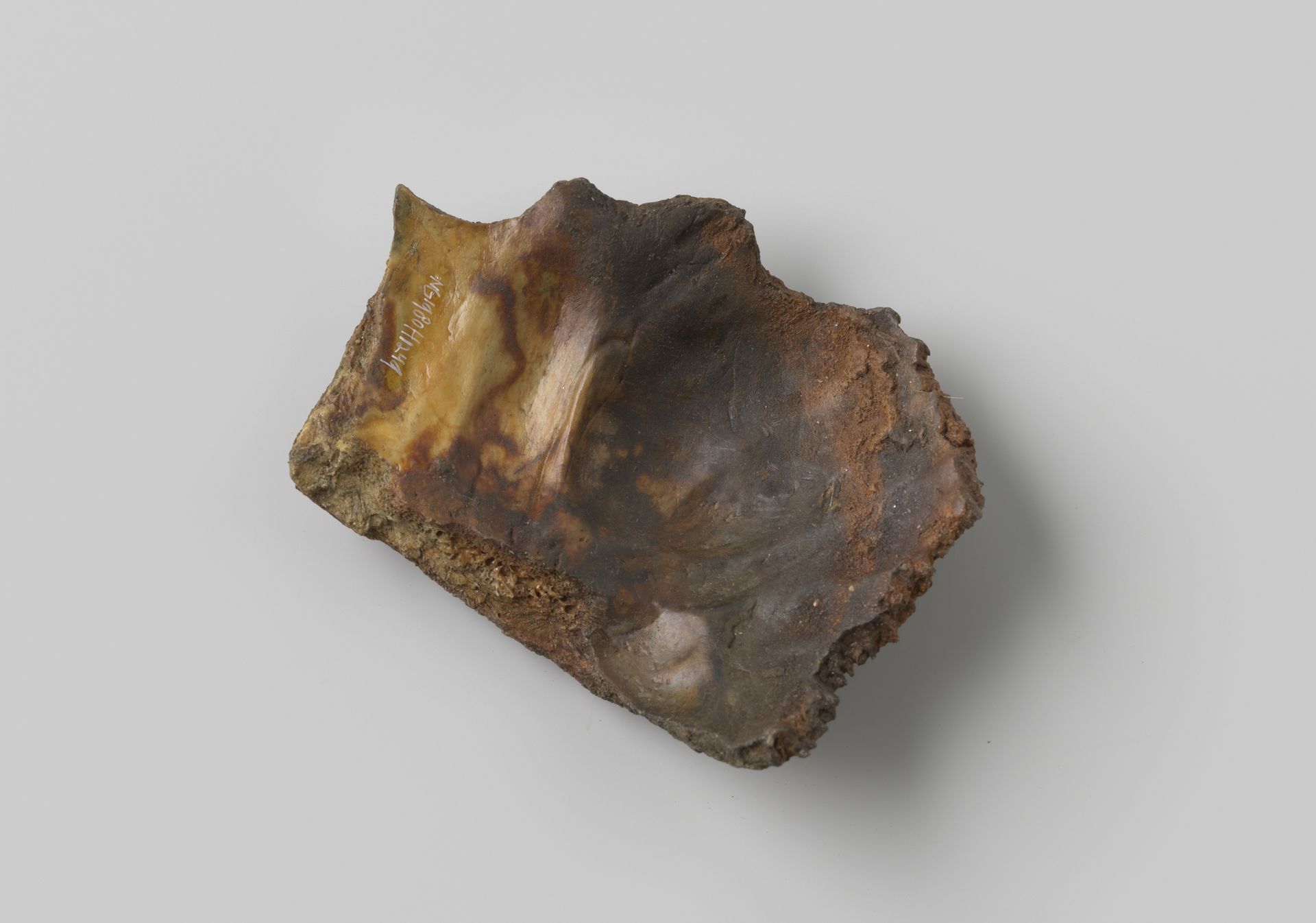 Fragment menselijke schedel uit het wrak van de Oost-Indiëvaarder Hollandia by niet van toepassing