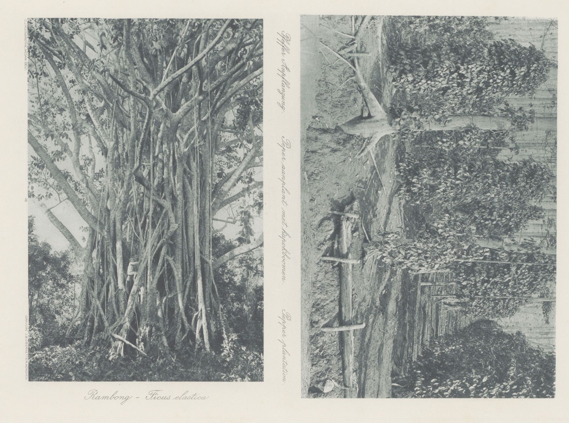 Peperaanplant en kapokbomen op een plantage op Sumatra (boven) en rubberplant (onder) by Carl J. Kleingrothe