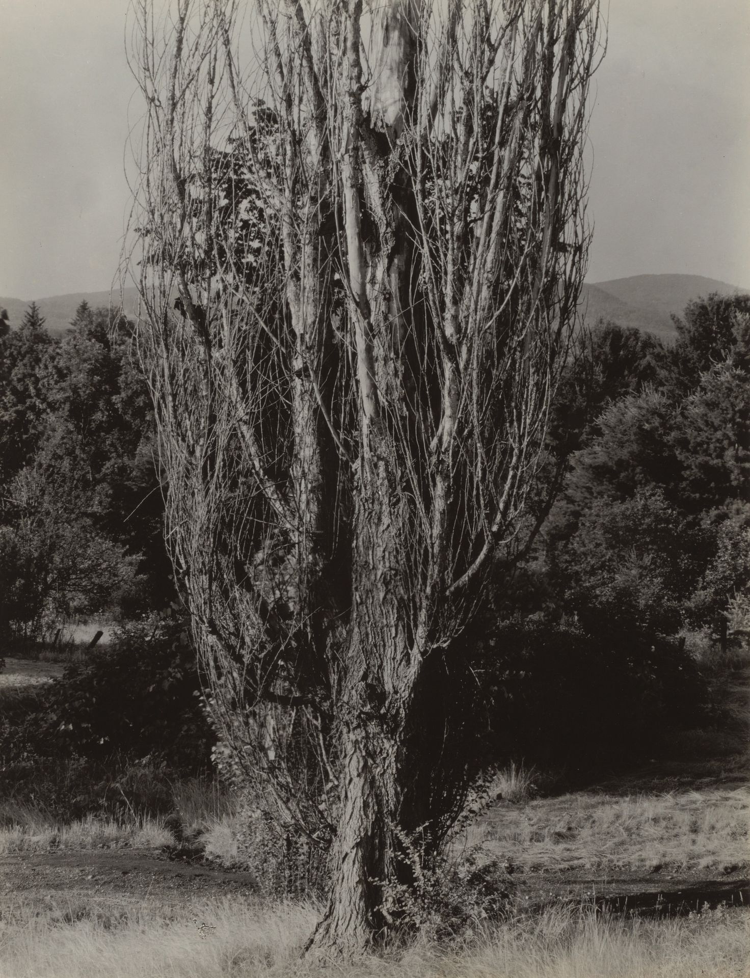Poplars—Lake George by Alfred Stieglitz