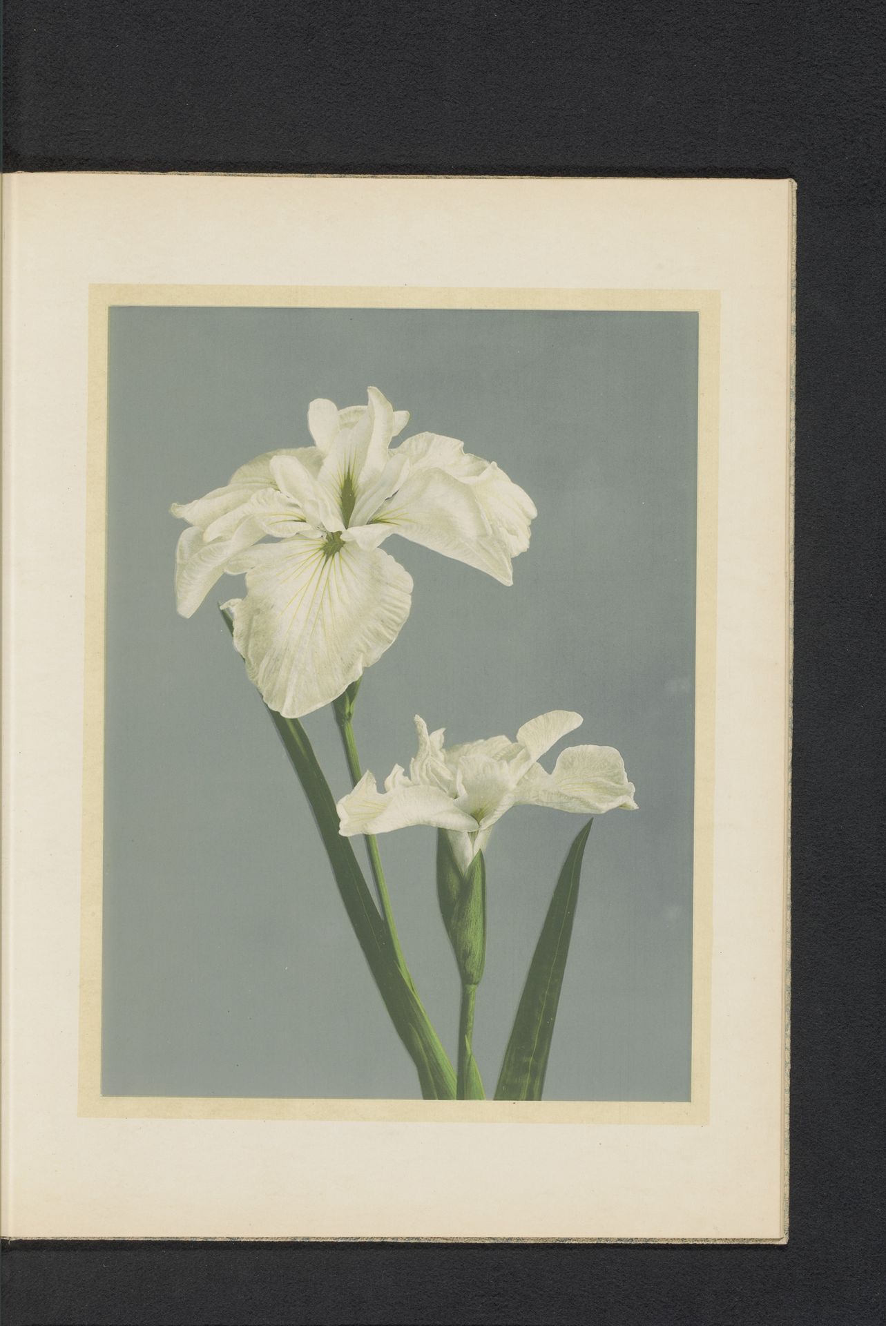 Iris laevigata of Japanse iris by Kazumasa Ogawa