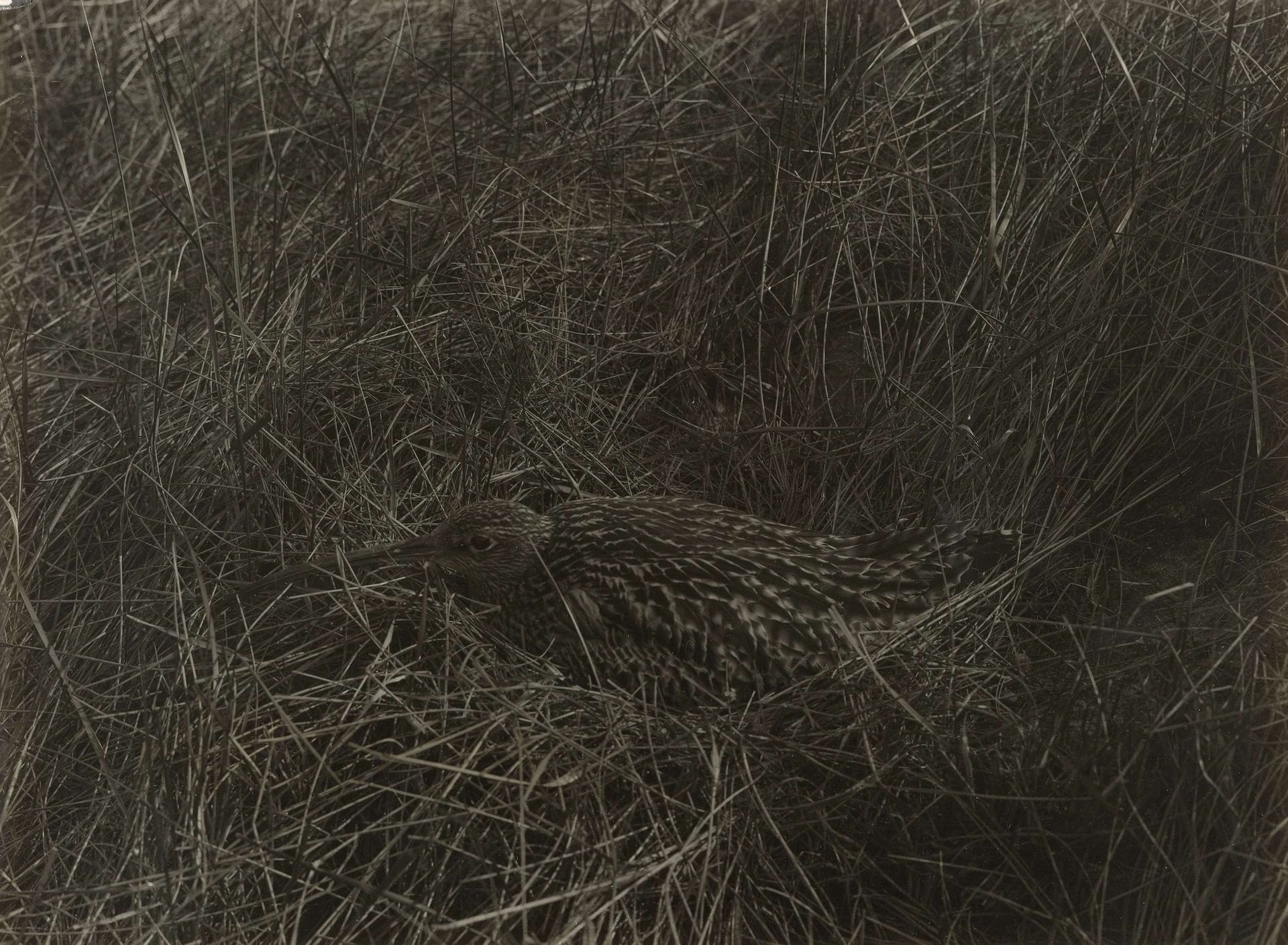 Wulp in veld by Richard Tepe