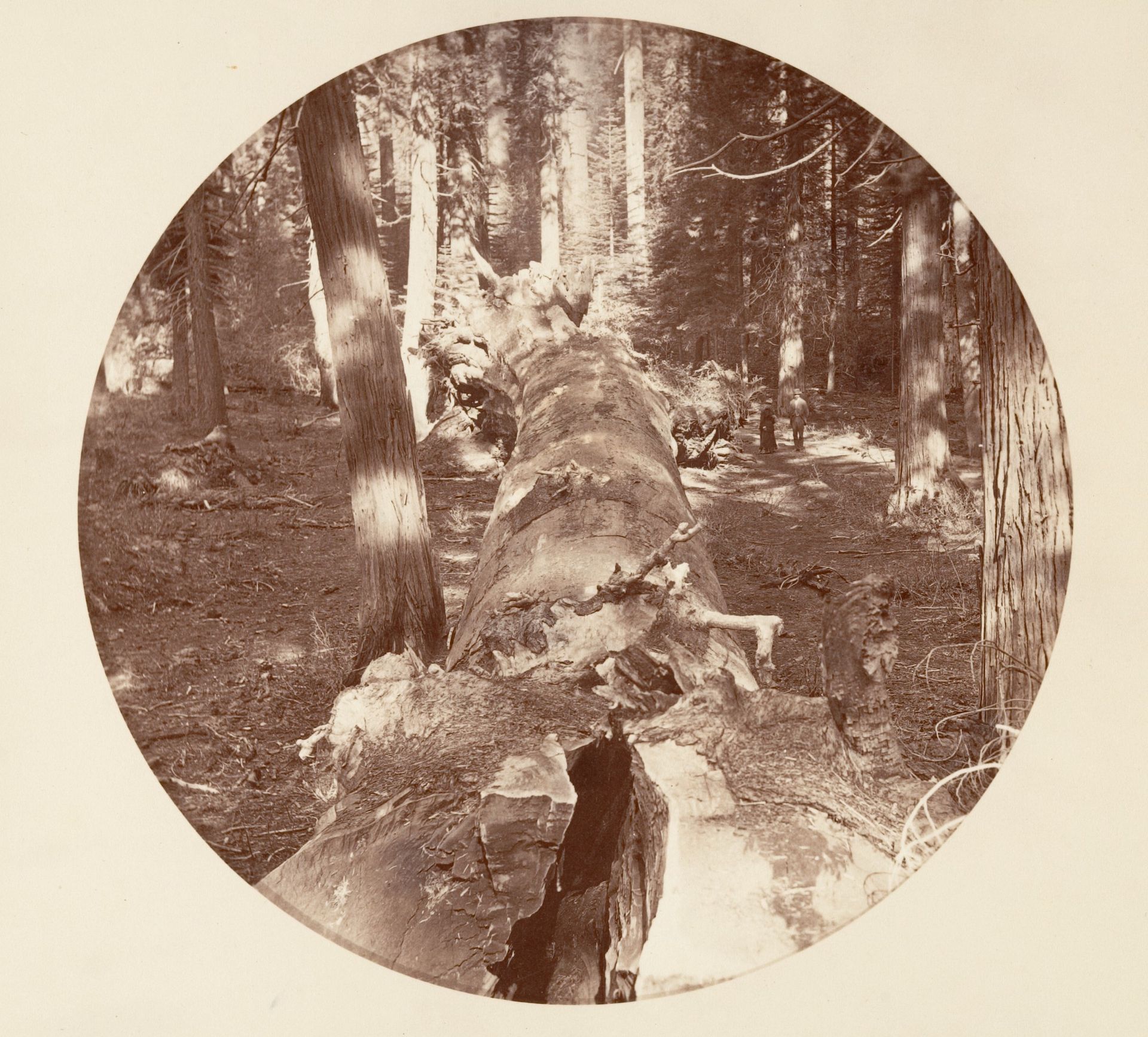 [Yosemite National Park, California] by Carleton E. Watkins
