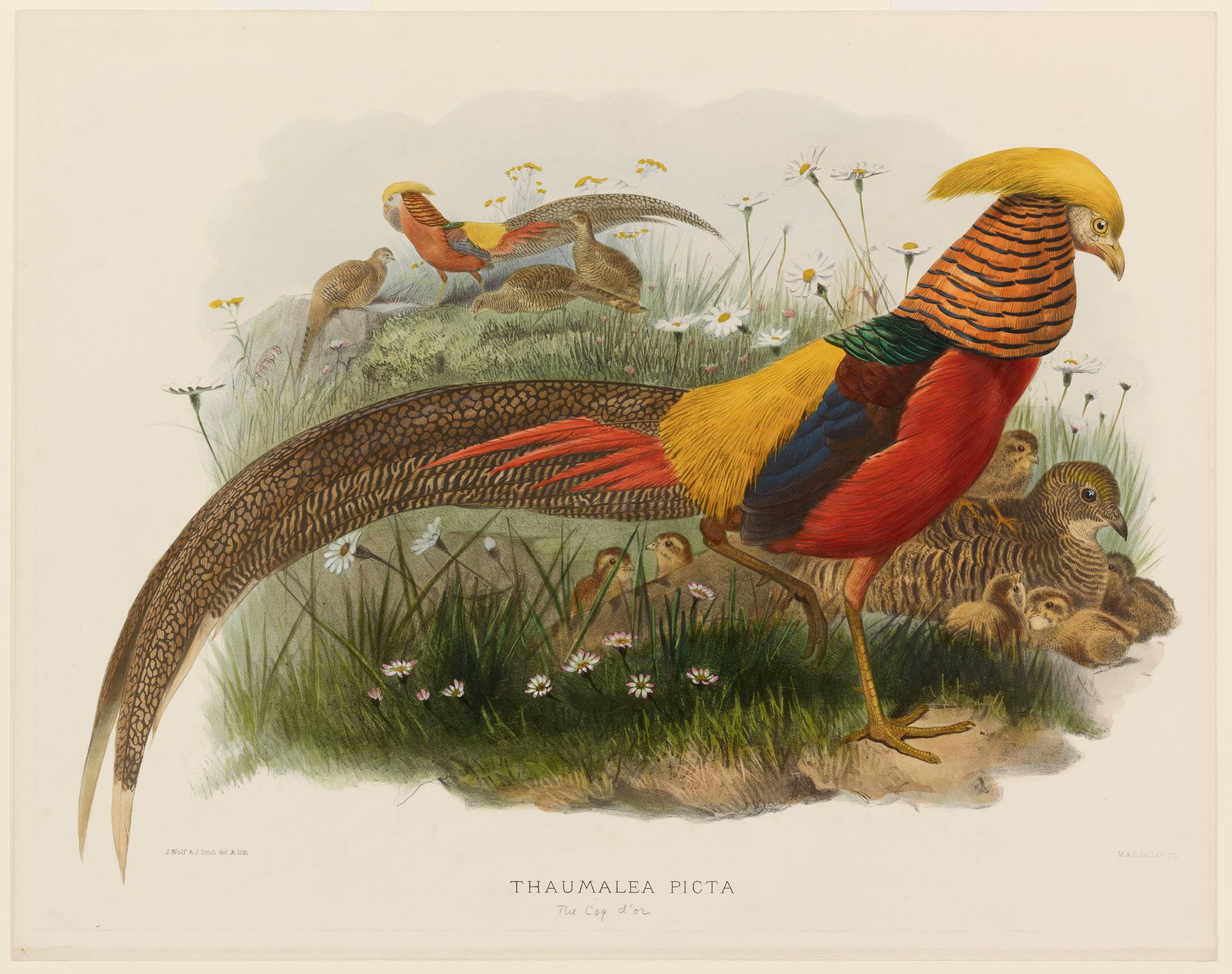 Thaumalea Picta (Golden Pheasant) by Daniel Giraud Elliot