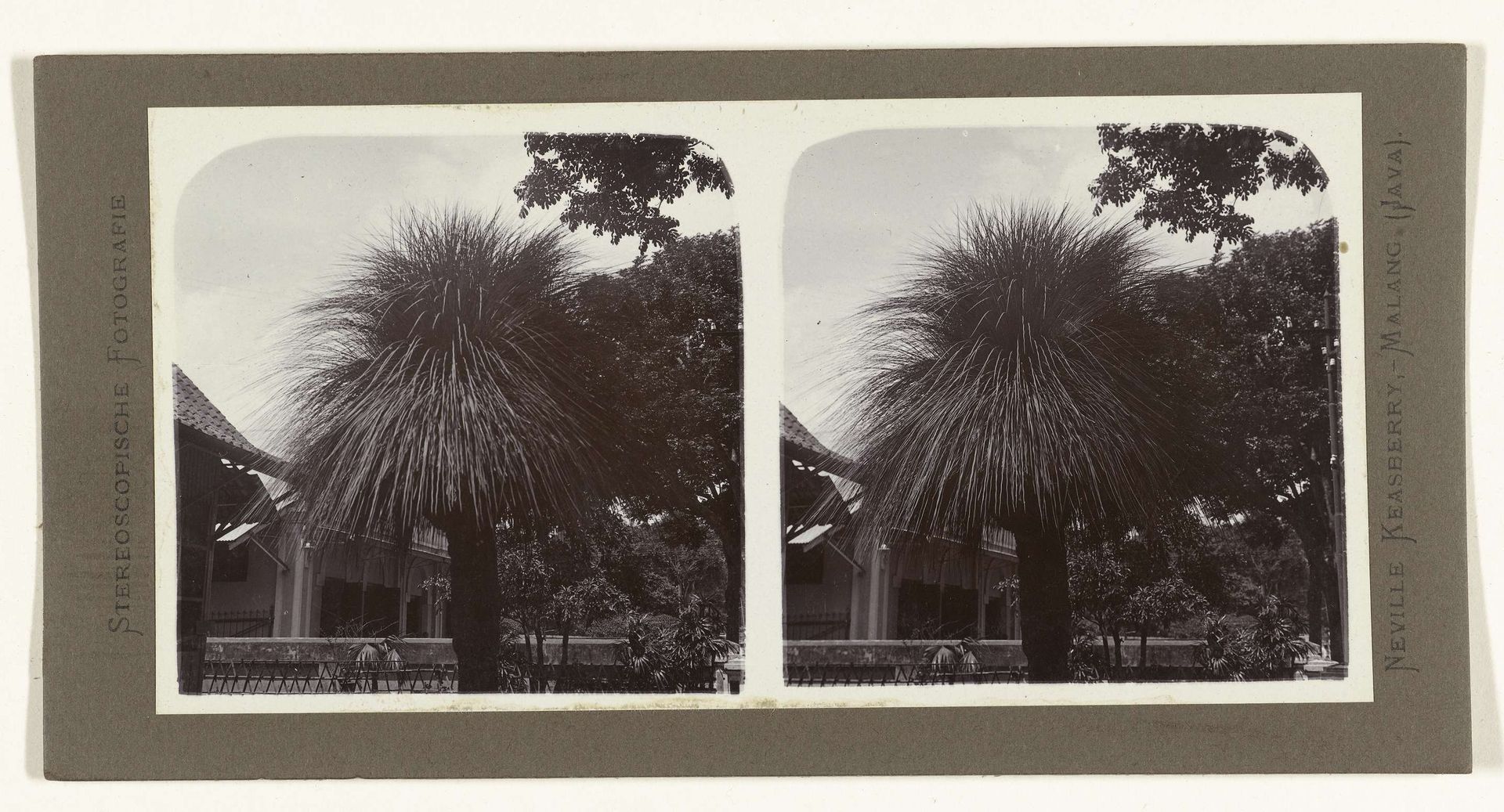 Zeldzame grasboom die alleen in Australië groeit by Neville Keasberry