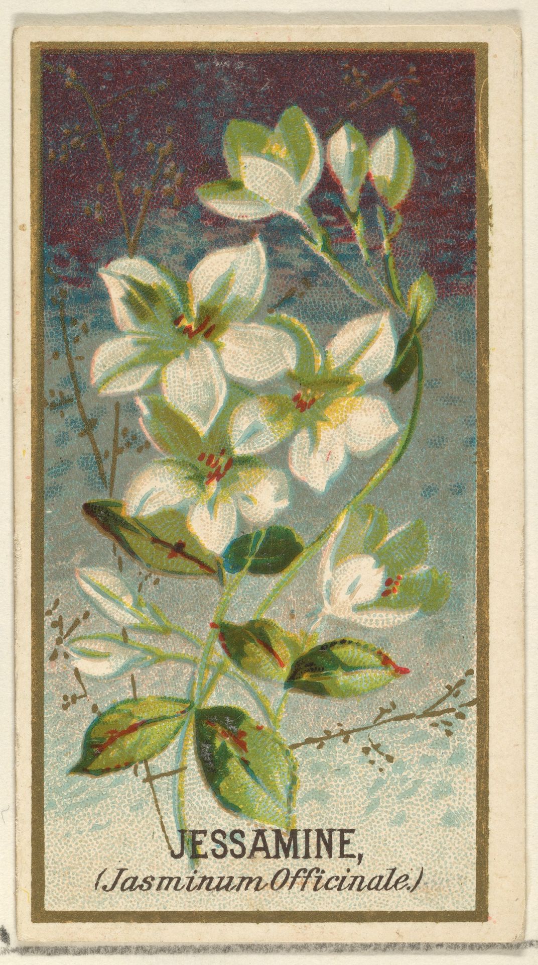 Jessamine (Jasminum Officinale), from the Flowers series for Old Judge Cigarettes by Goodwin & Company