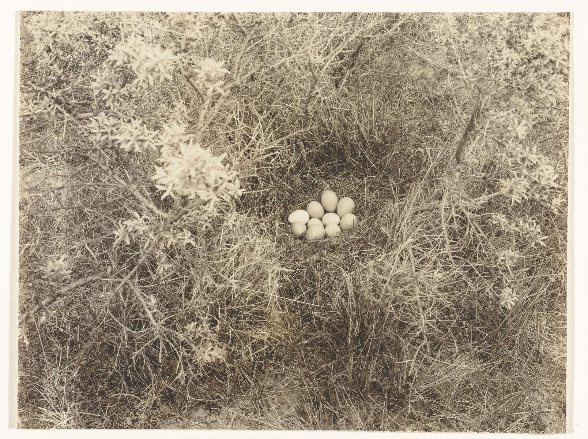 Nest met eieren by Richard Tepe