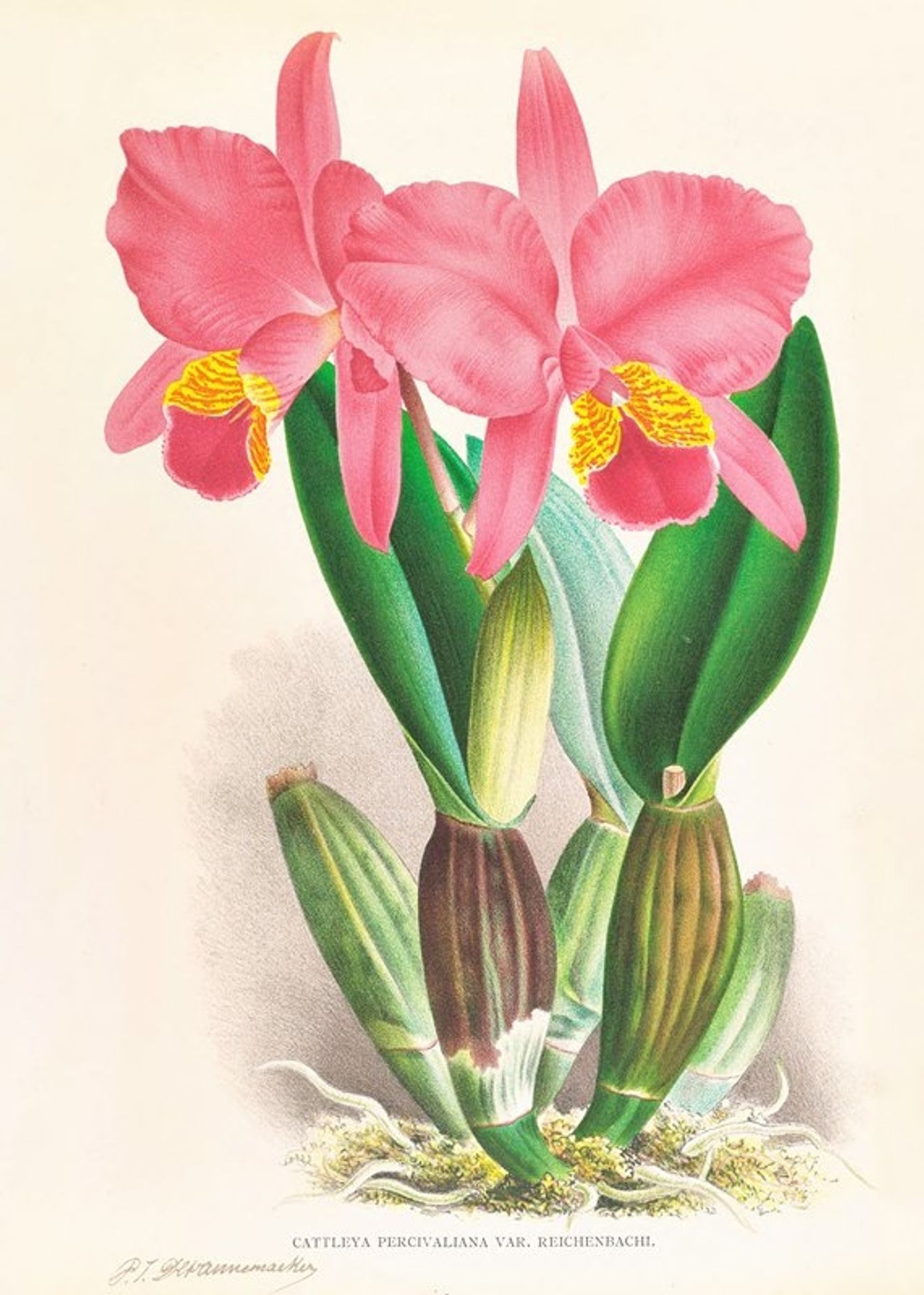 Cattleya percivaliana var reichenbachi by Jean Jules Linden