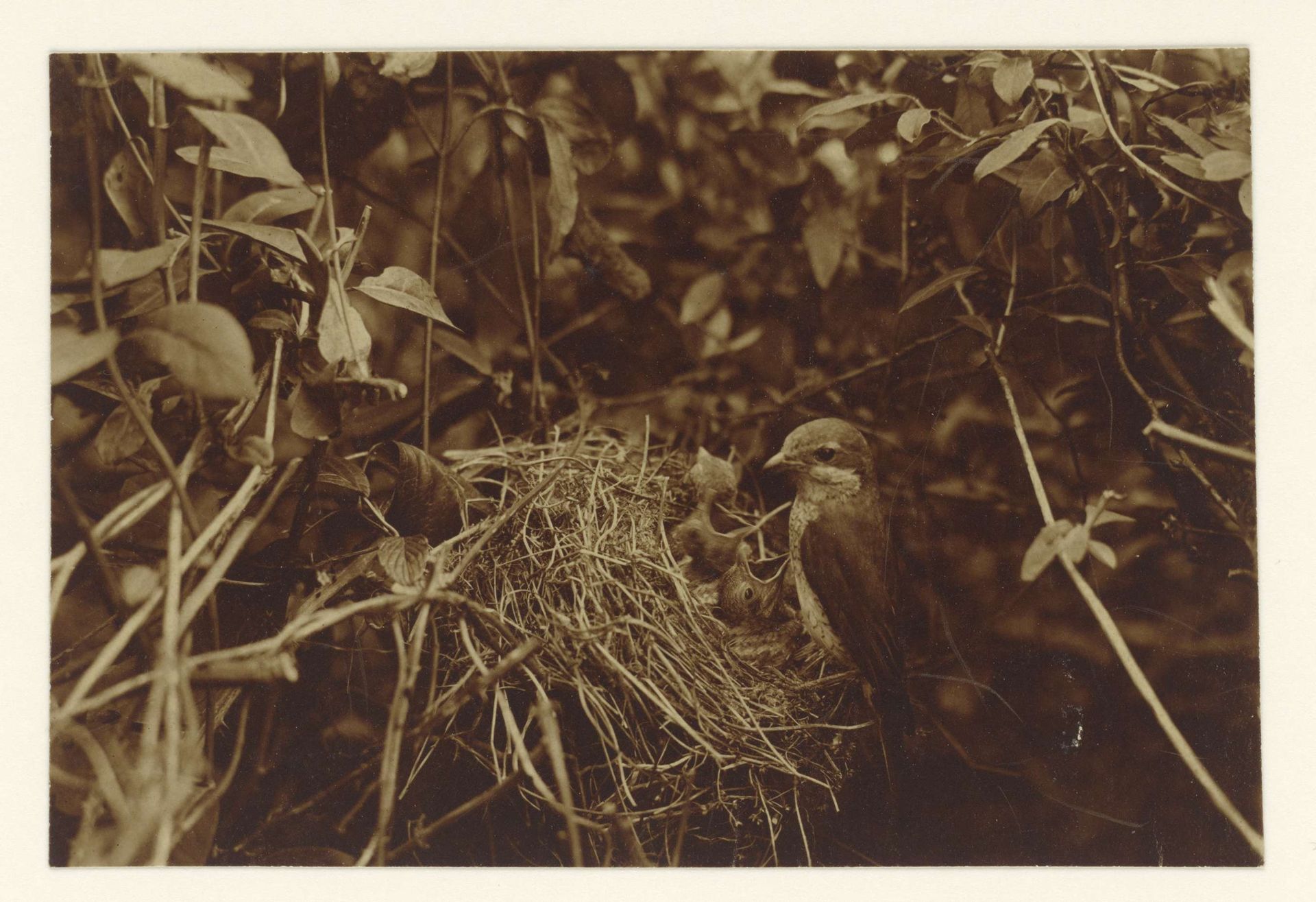 Vogel wijfje op haar nest met jongen by Richard Tepe