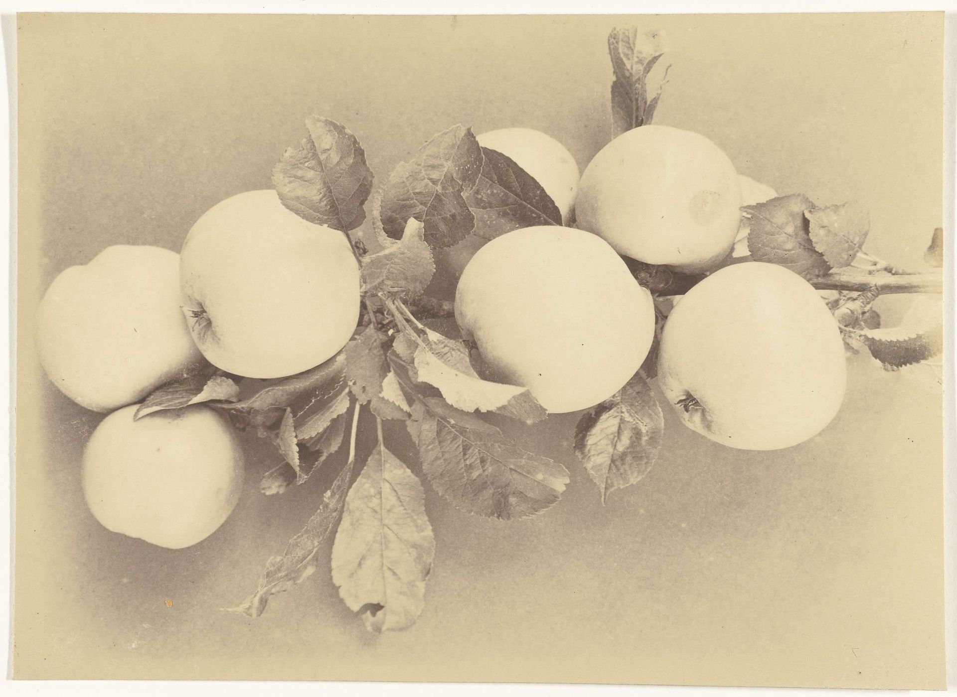 Tak met appels by Richard Tepe