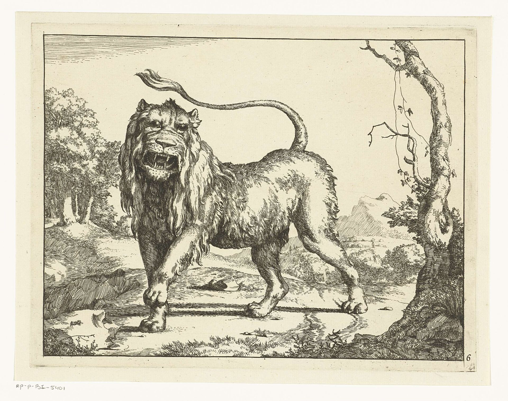 Brullende leeuw, de staart in de lucht by Marcus de Bye