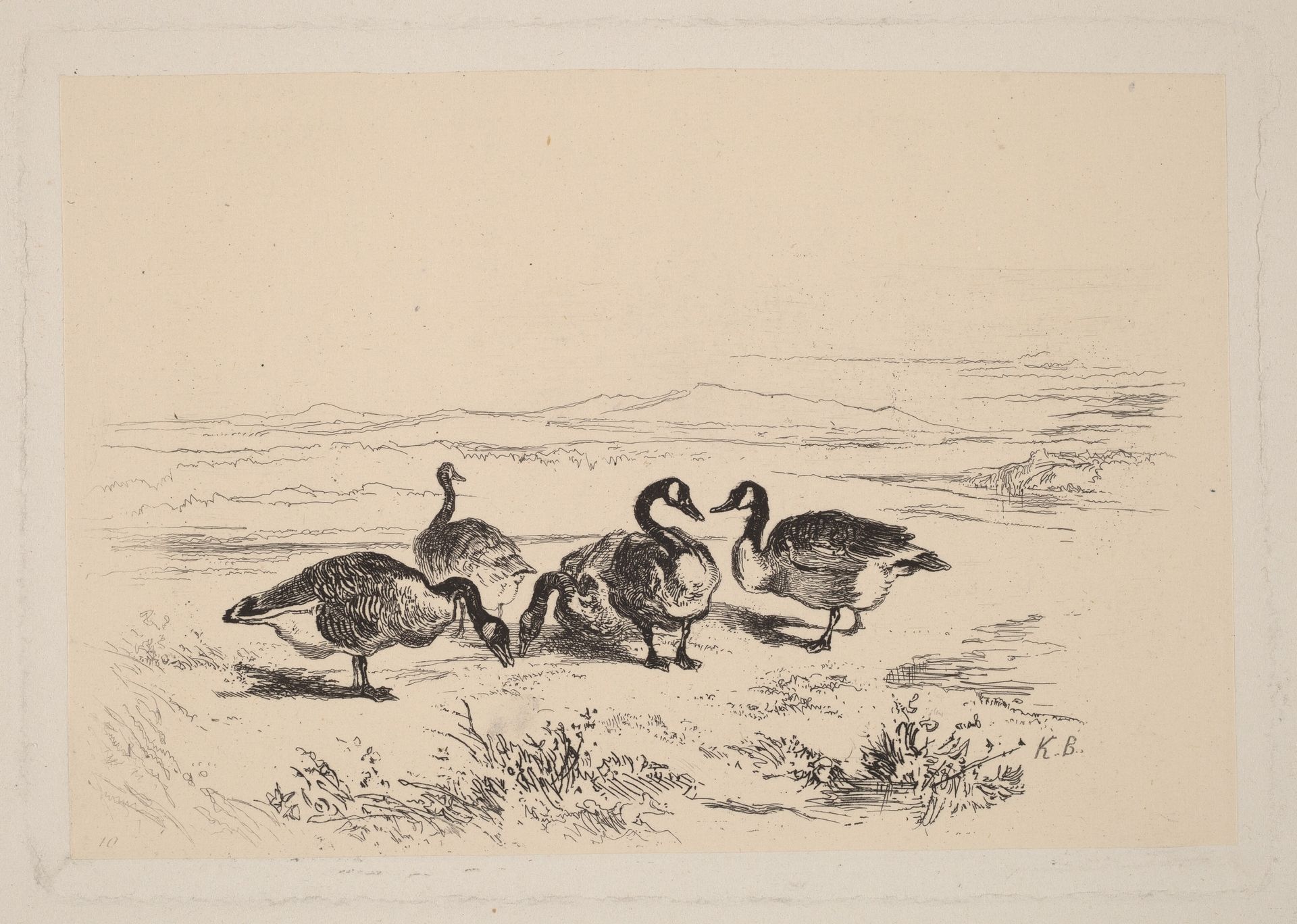Oies bernacles by Karl Bodmer