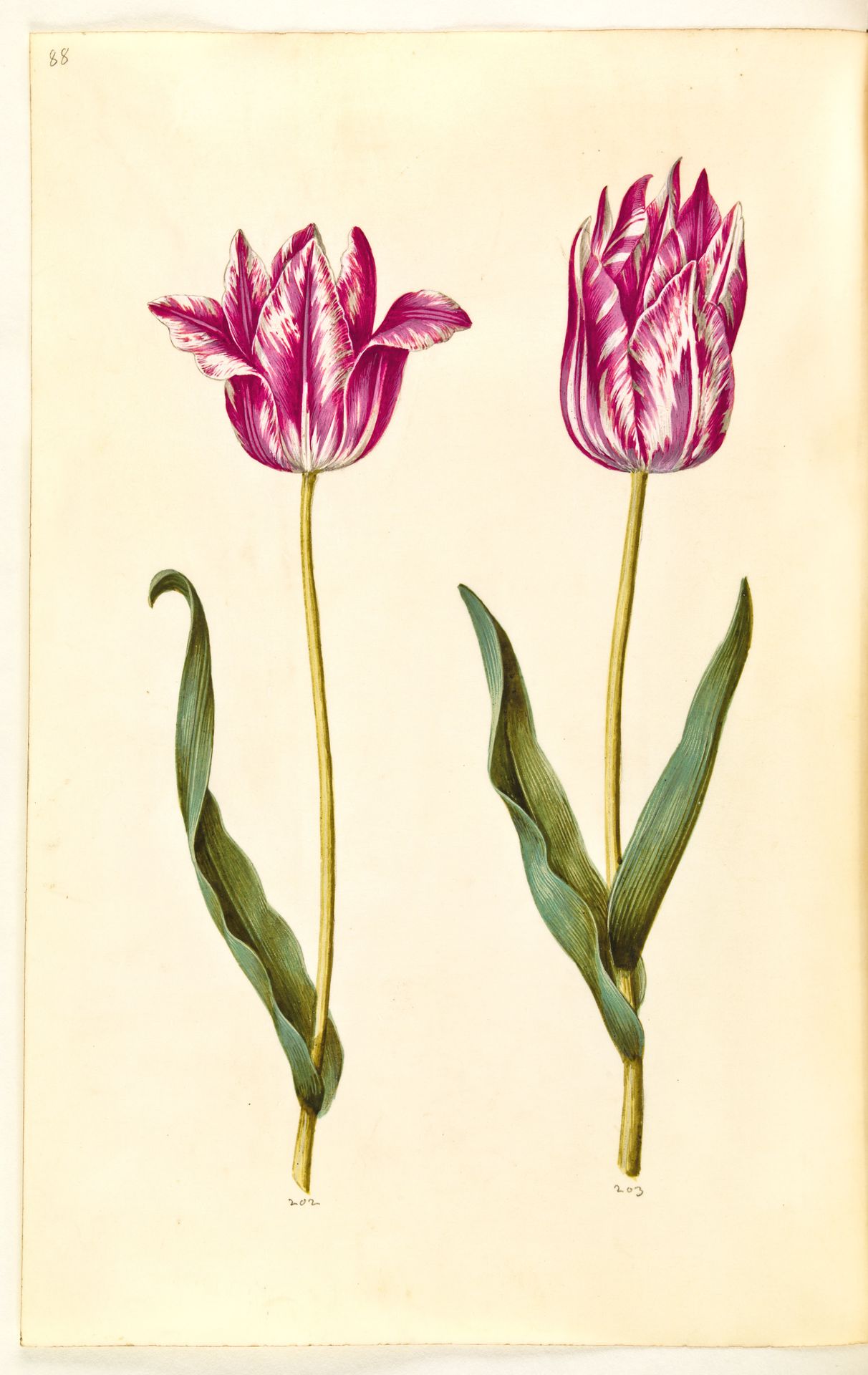 Tulipa gesneriana (have-tulipan) by Hans Simon Holtzbecker