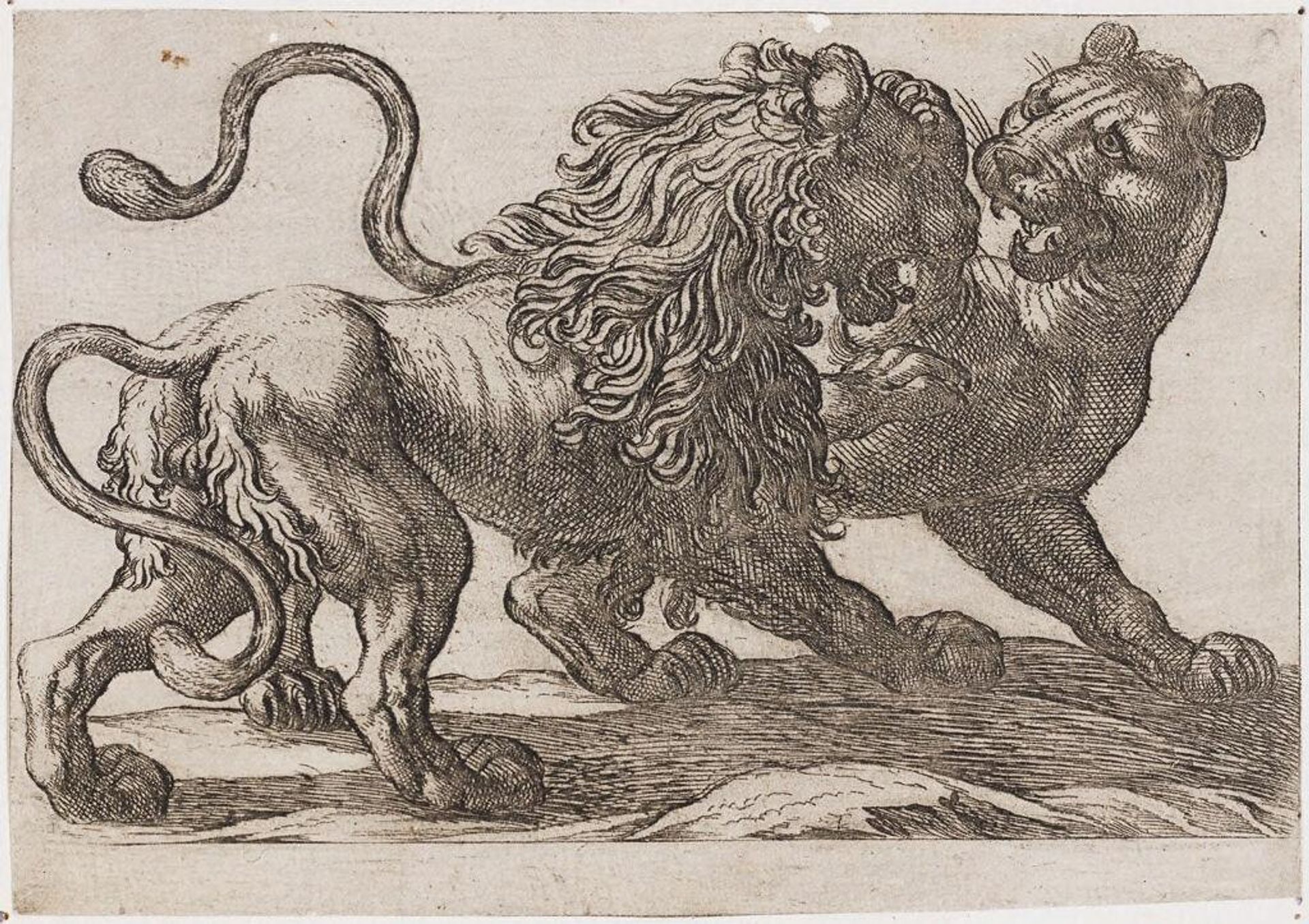 A Lion Fighting a Lioness by Antonio Tempesta