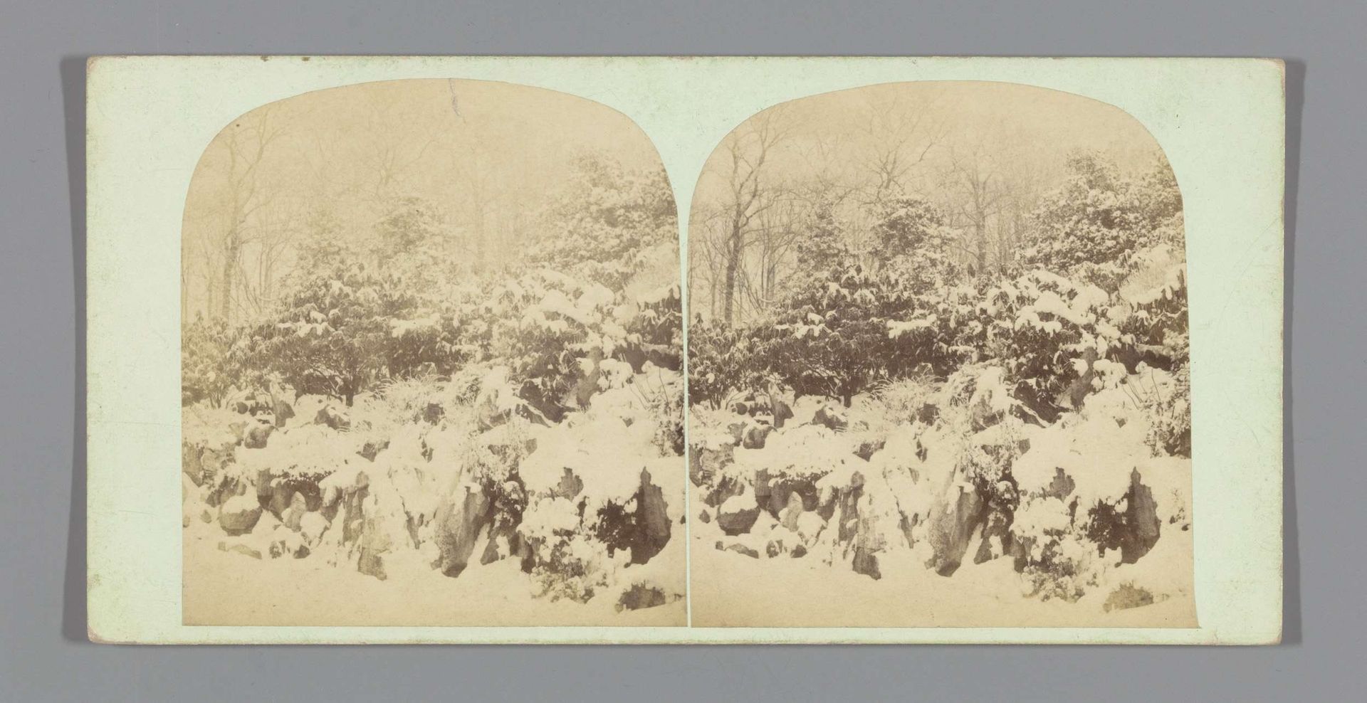 Besneeuwde bomen (vermoedelijk) te Engeland by Manchester Photographic Company Ltd
