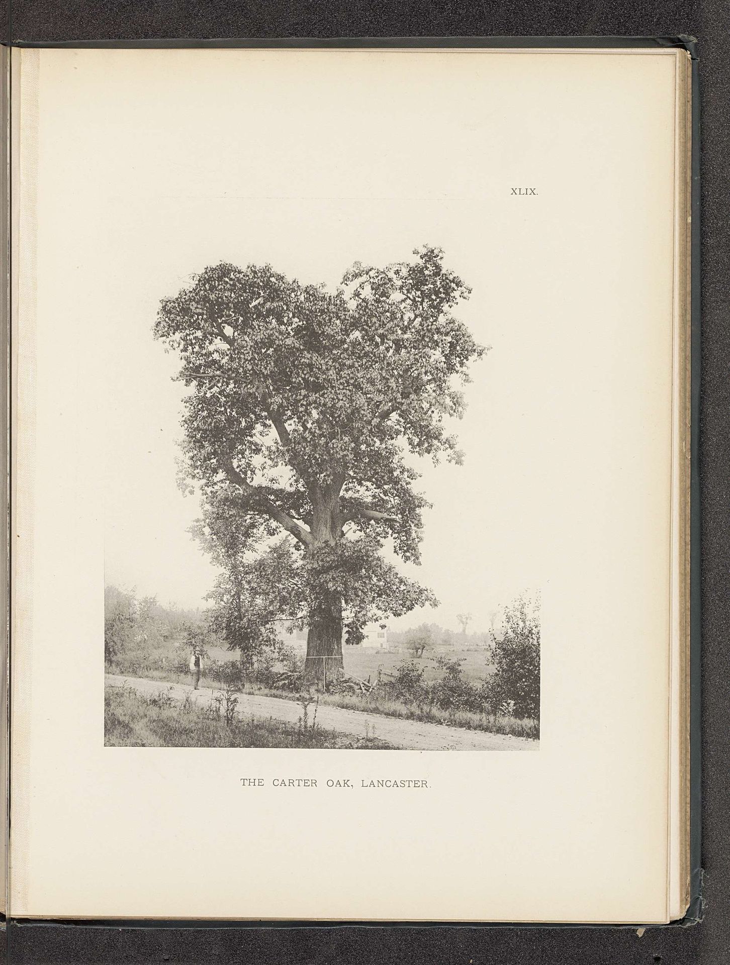 The Carter Oak, Lancaster by Henry Brooks