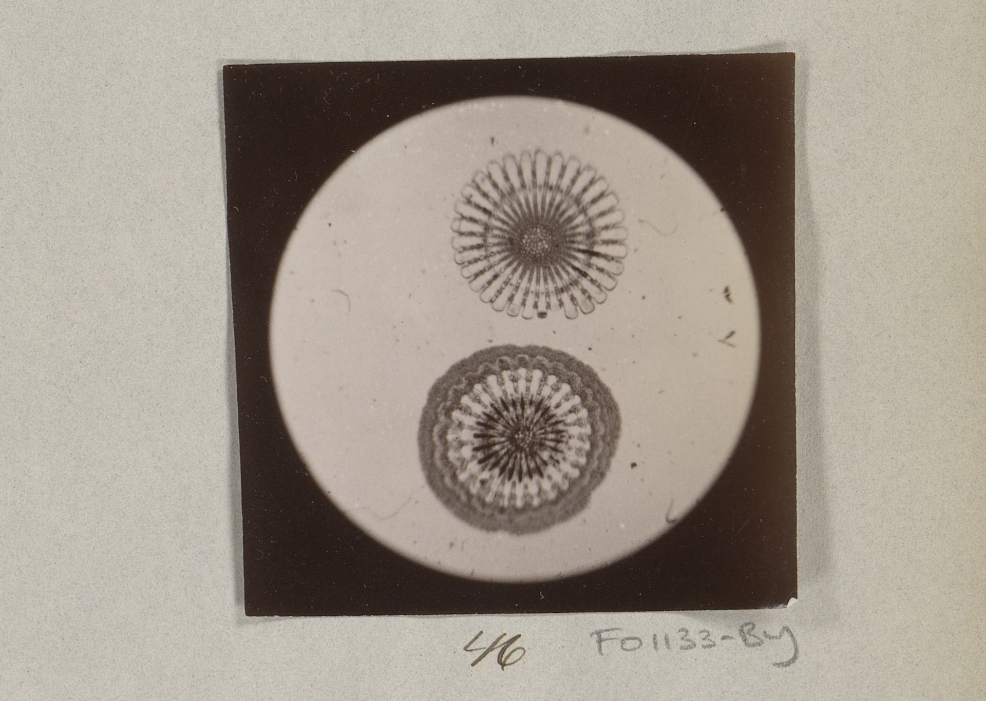 Microscopische opname van de doornede van een stekel, 25 keer vergroot by Marinus Pieter Filbri