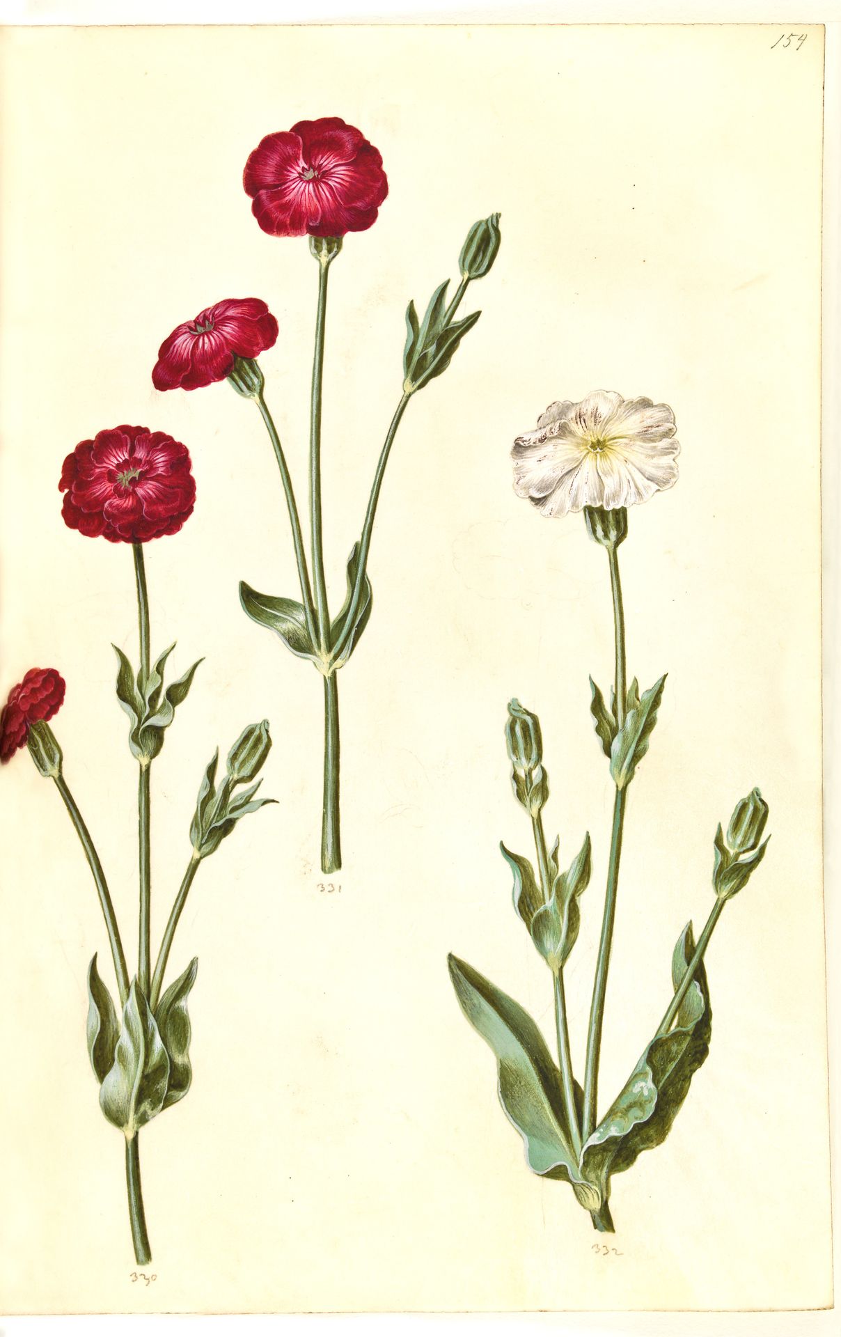 Silene coronaria (krone-limurt) by Hans Simon Holtzbecker