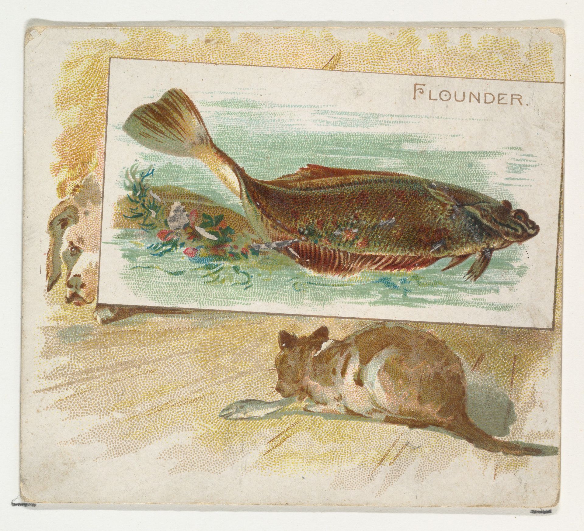 Flounder, from Fish from American Waters series (N39) for Allen & Ginter Cigarettes by Allen & Ginter