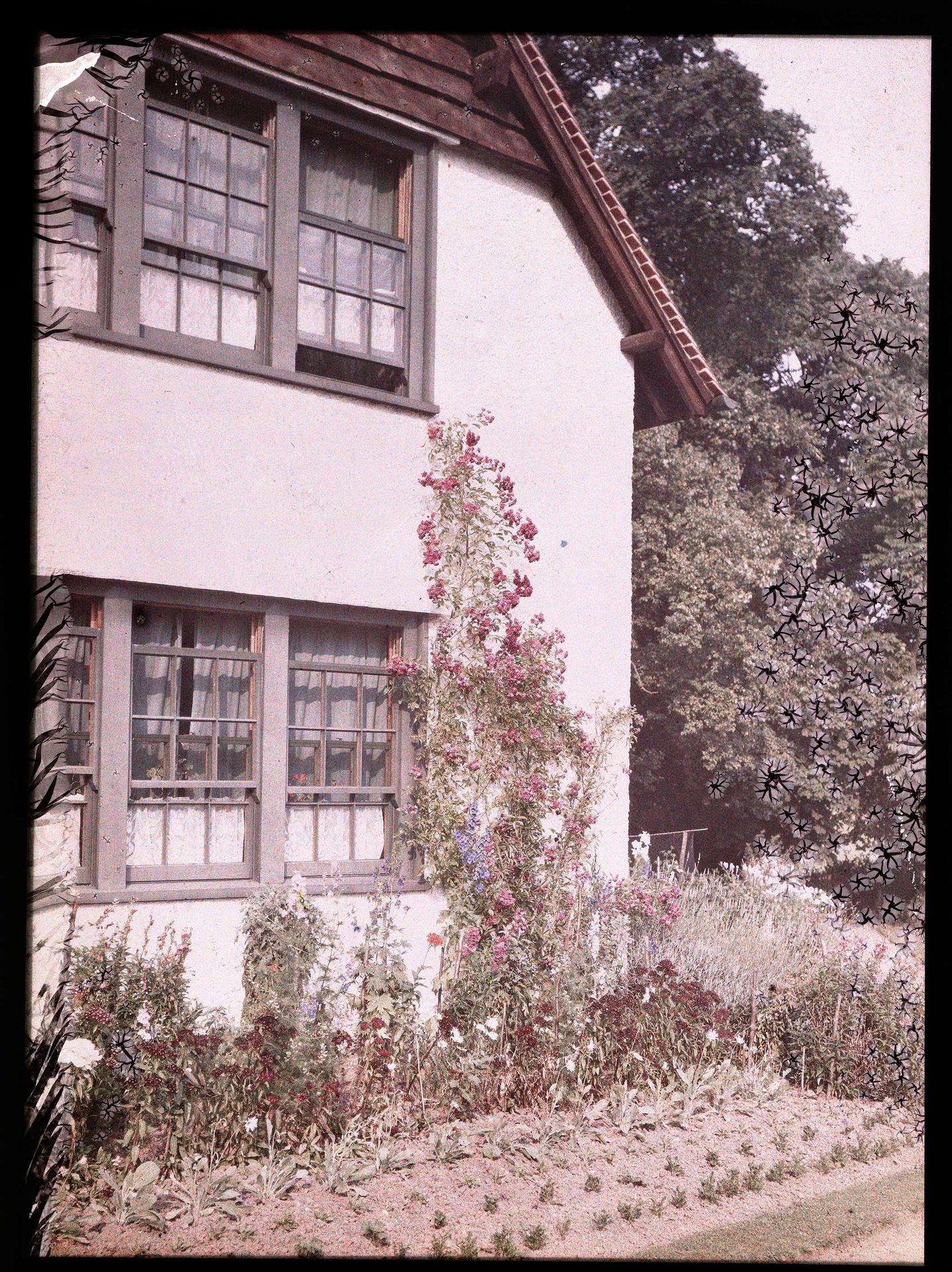 Klimplant tegen de muur van een huis by Adolphe Burdet