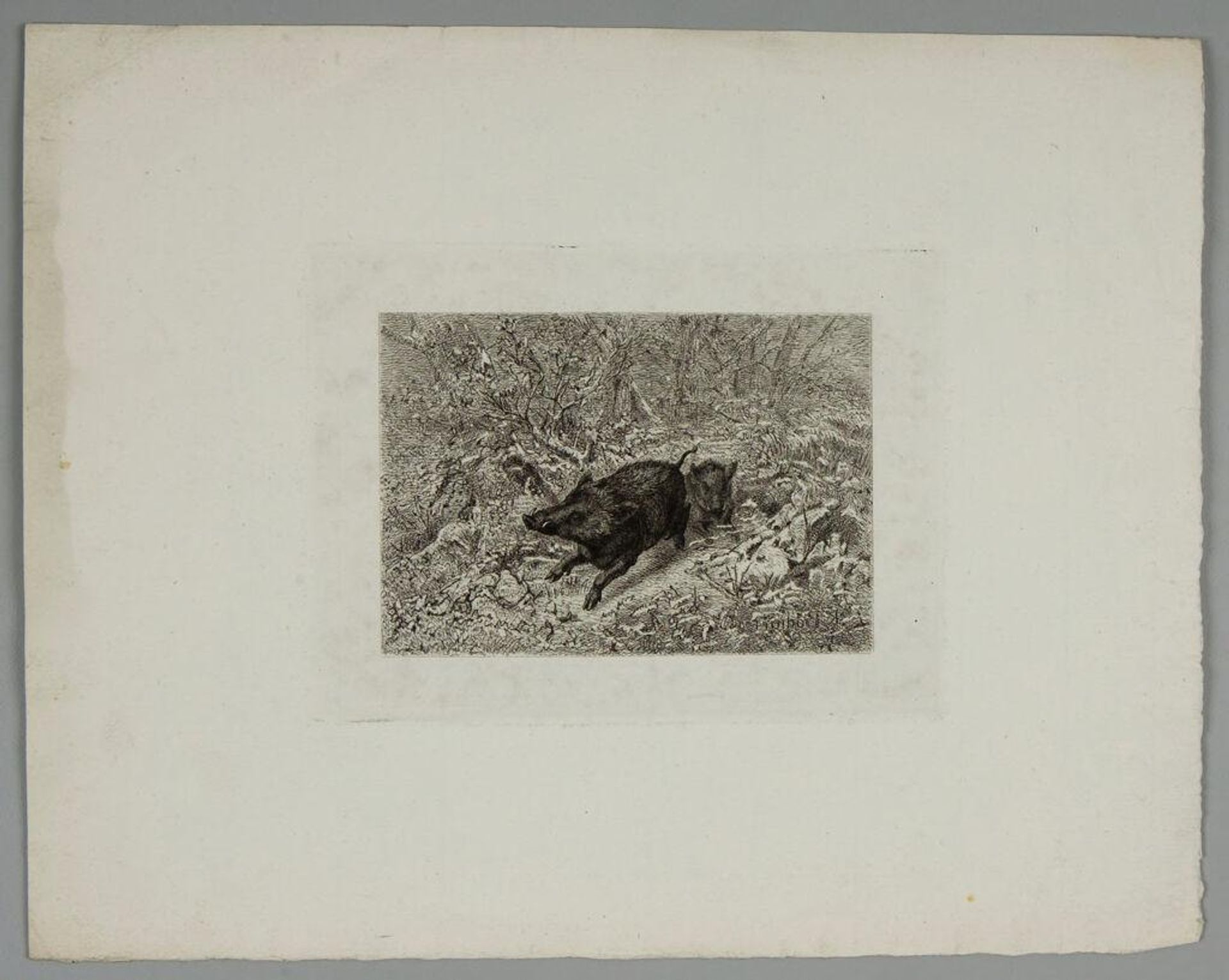Two Boars by Karl Bodmer