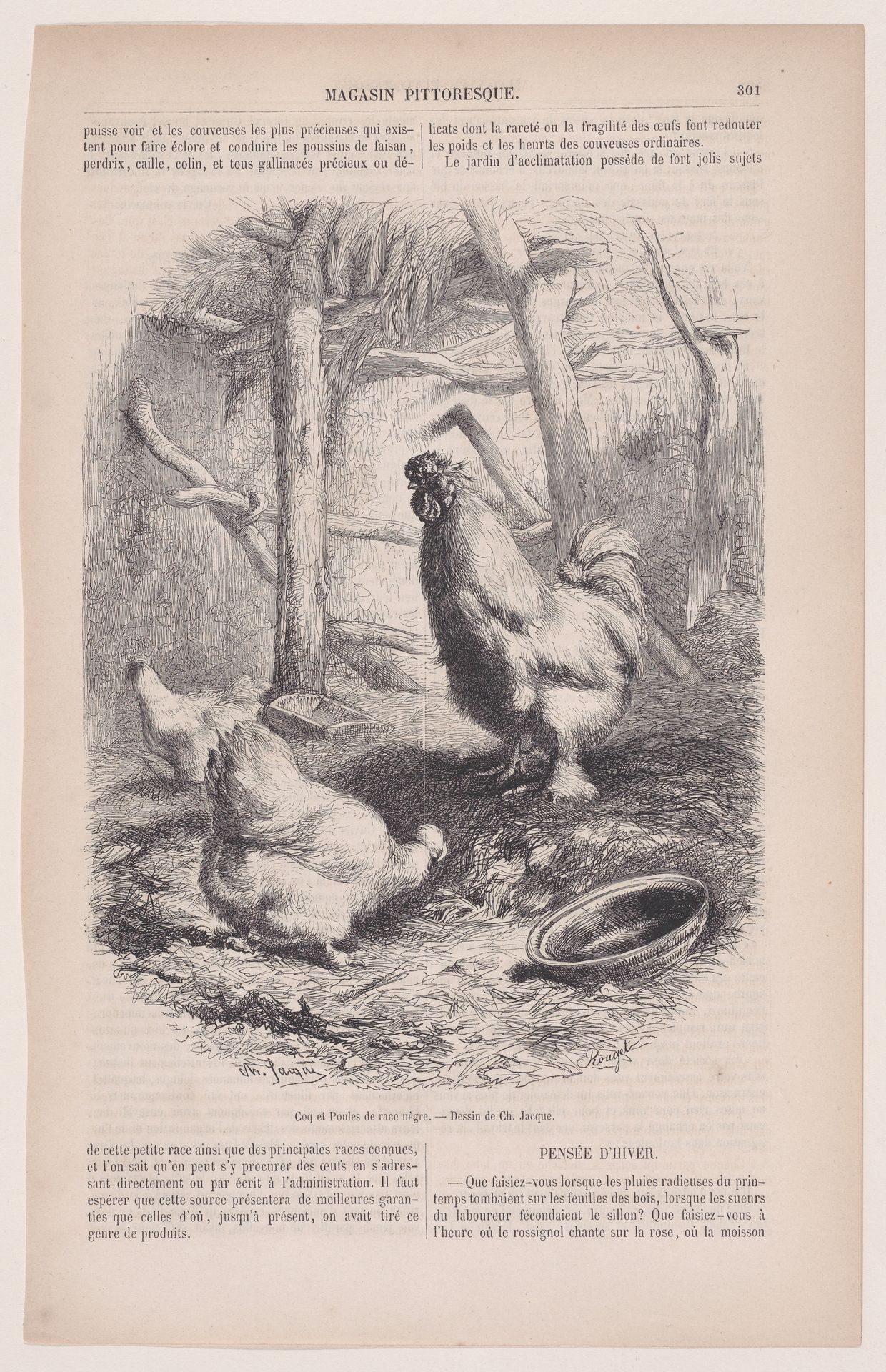 Silkie Cock and Hens, from "Le Magasin Pittoresque" by Charles Jacque