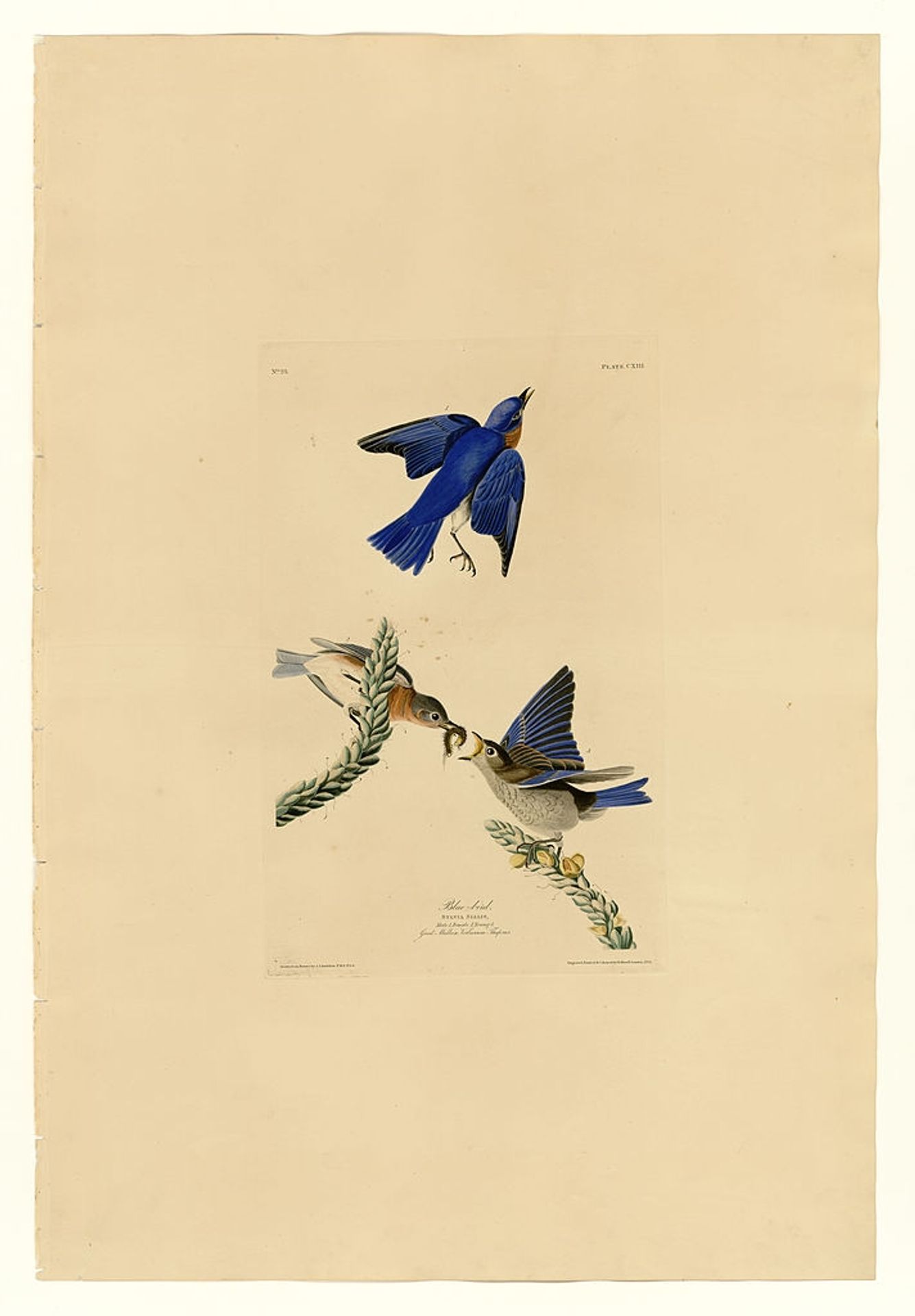 Plate 113 Blue-bird by John James Audubon