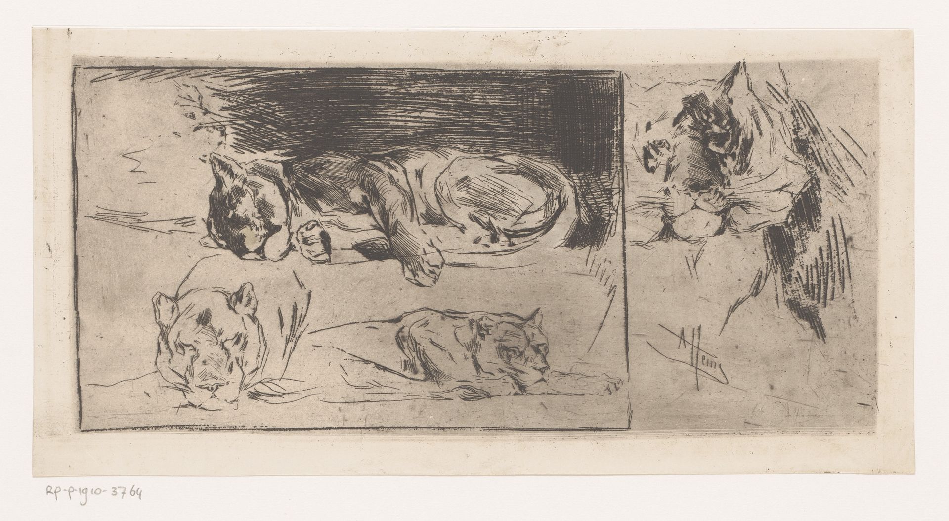 Studieblad met leeuwinnen en een tijger by Armand Heins