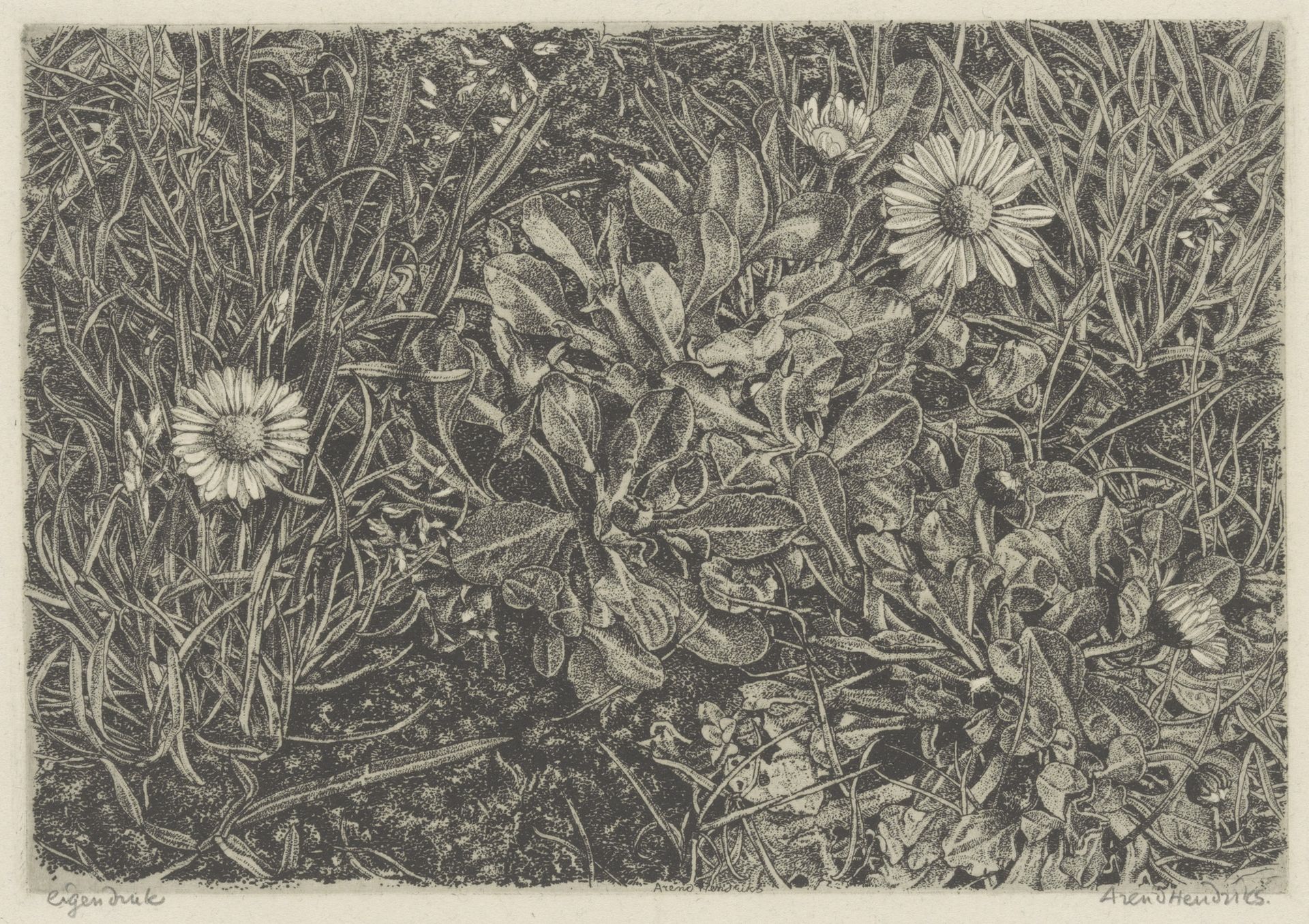 Madelieven in het gras by Arend Hendriks