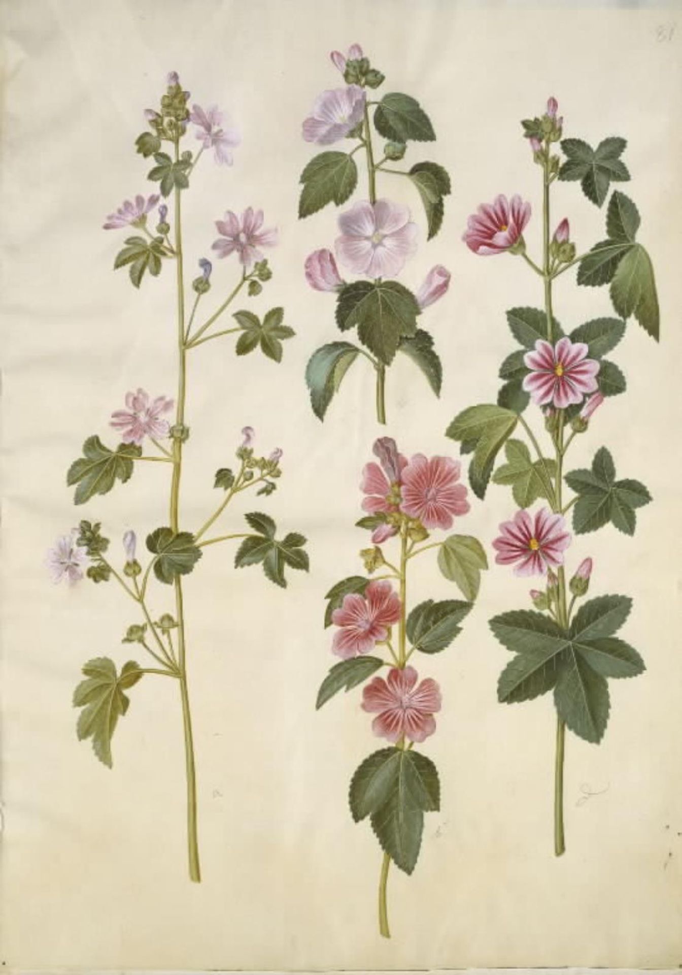 Malva sylvestris (almindelig katost); Lavatera thuringiaca (tysk poppelrose) by Hans Simon Holtzbecker