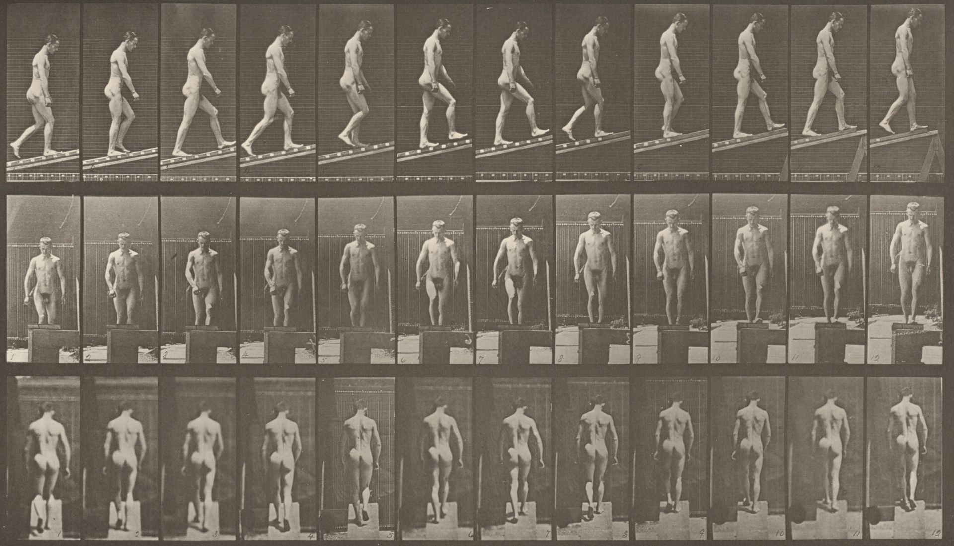 Plate Number 74. Ascending an incline by Eadweard Muybridge