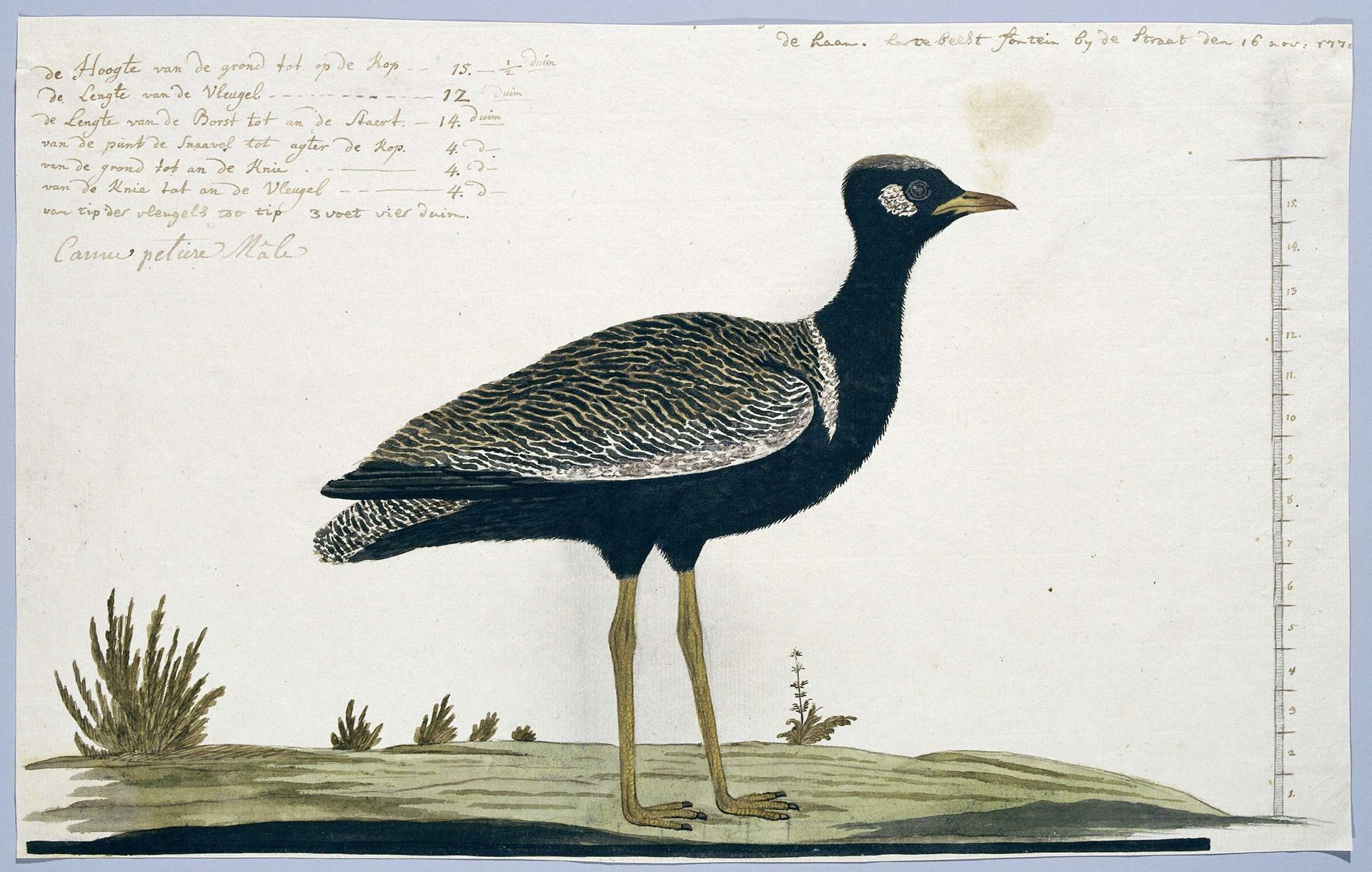Afrotis afra (Southern black korhaan) by Robert Jacob Gordon